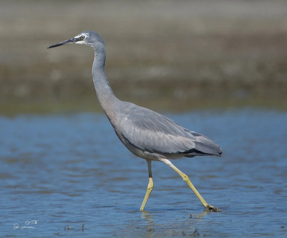 White-faced Heron 