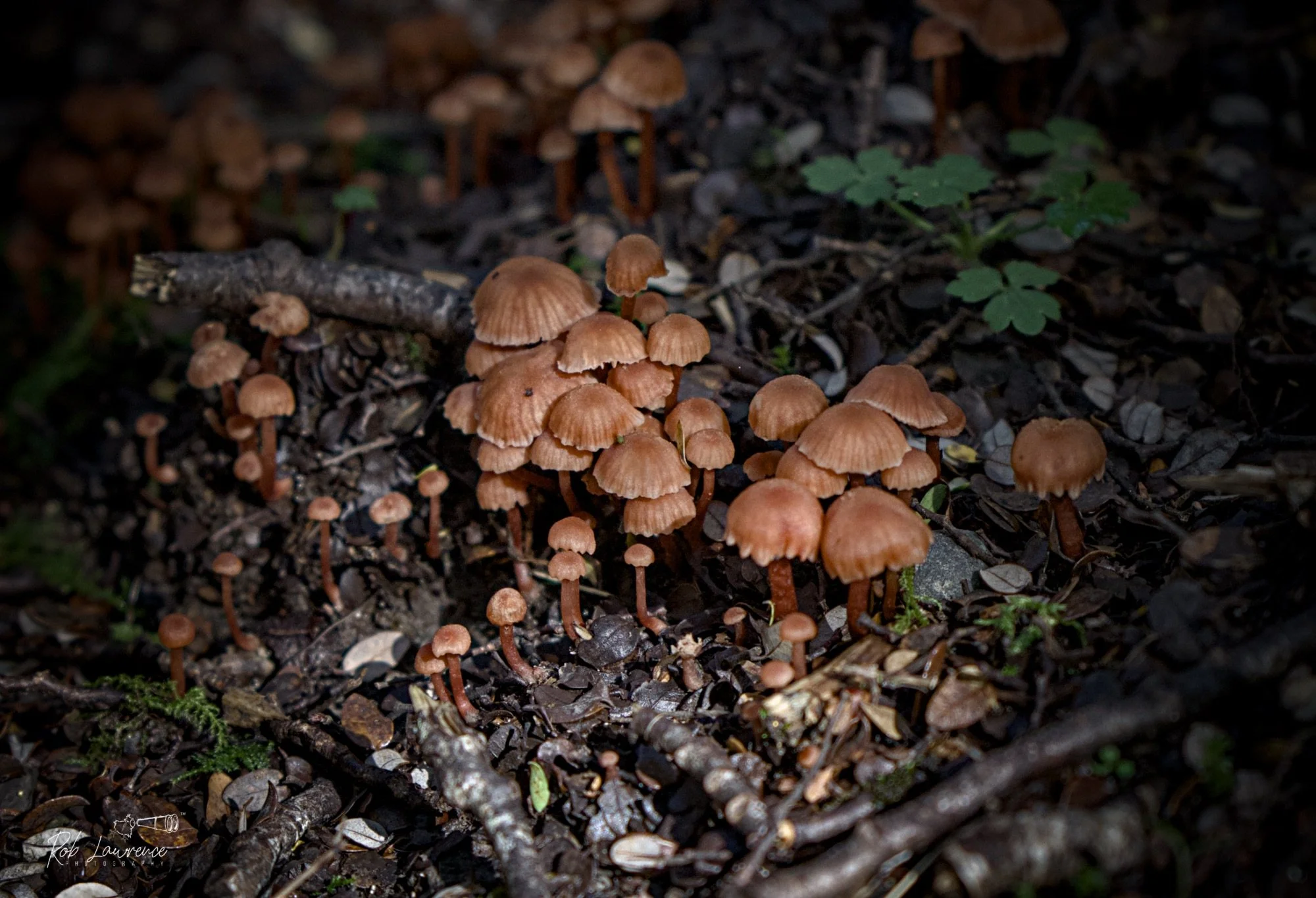Helmeted Logger 
Galerina hypnorum