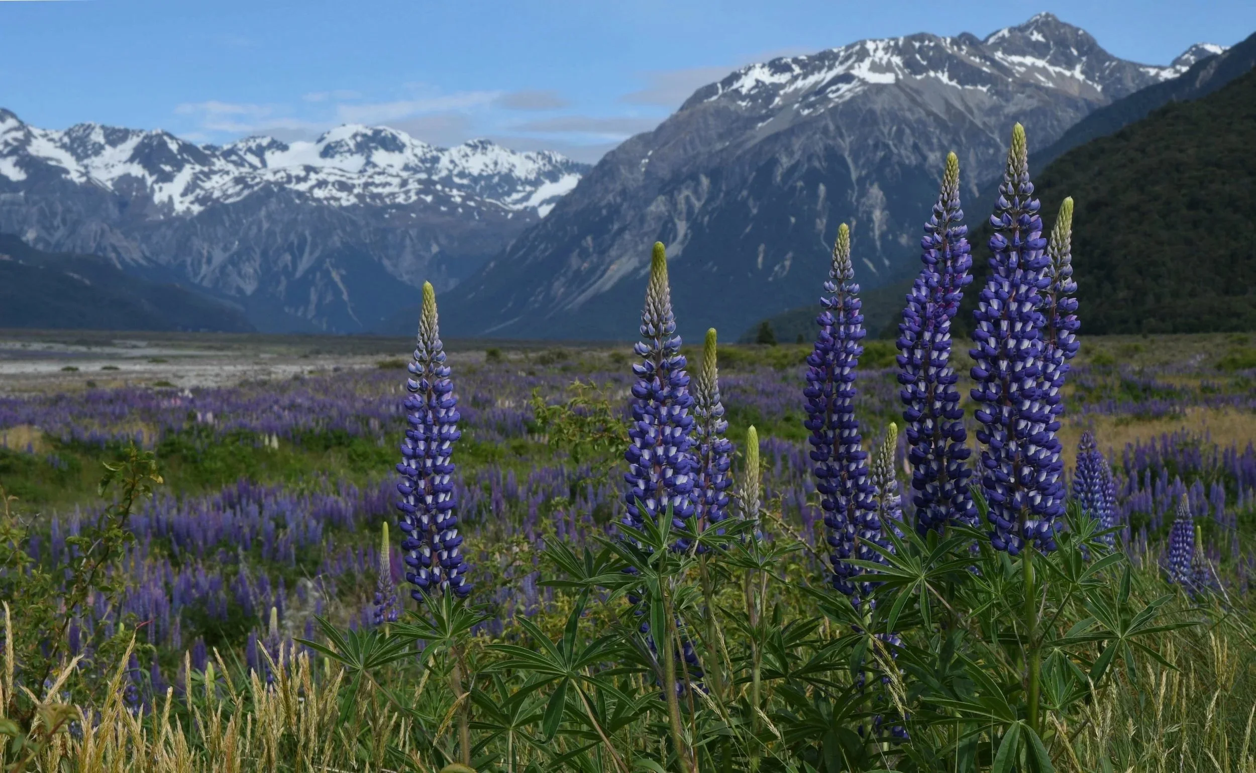 Lupines at Arthur's Pass 
Photographed from the eastern side of the Waimakariri Bridge, this view looks upstream along the Waimakariri River towards the Southern Alps, with Mount Stewart rising beyond a foreground of flowering lupines.
Lupines are a 
