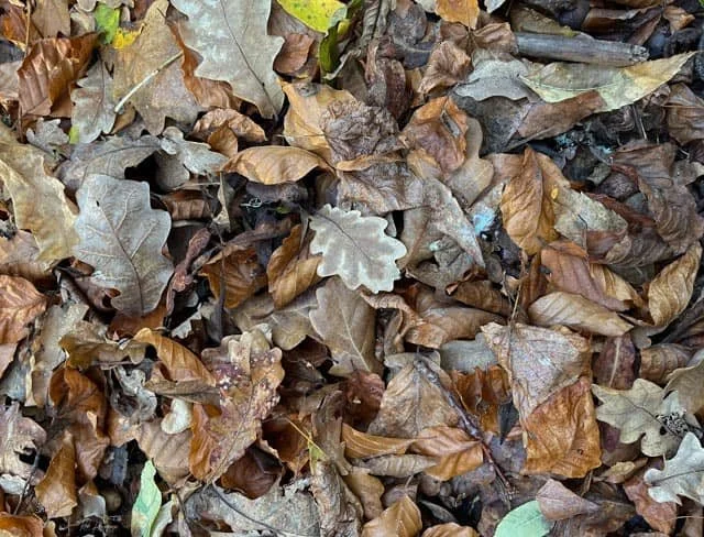 Turkey Oak-2.jpg