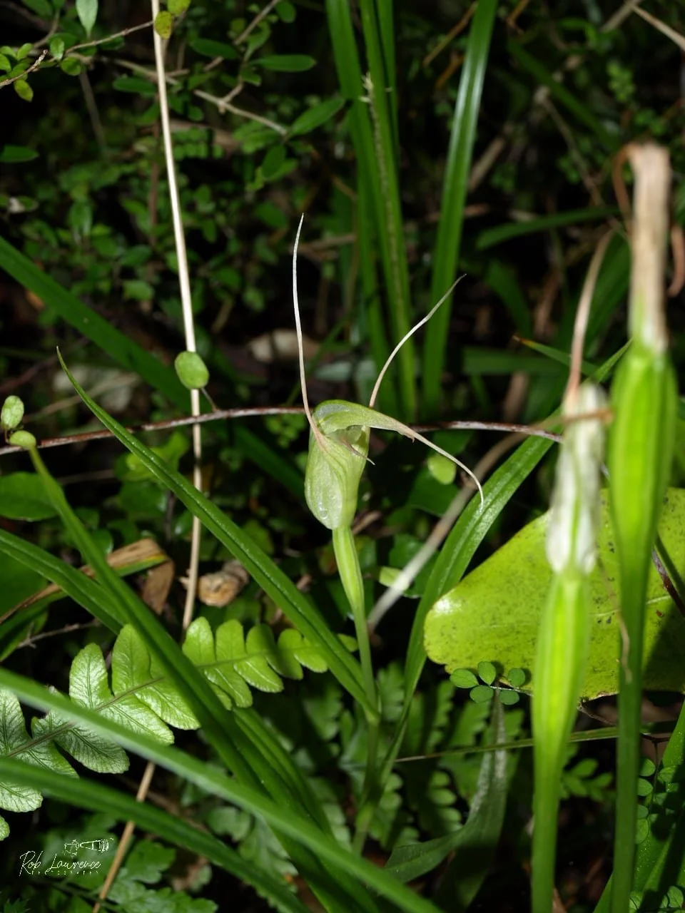 Pterostylis areolata.jpg