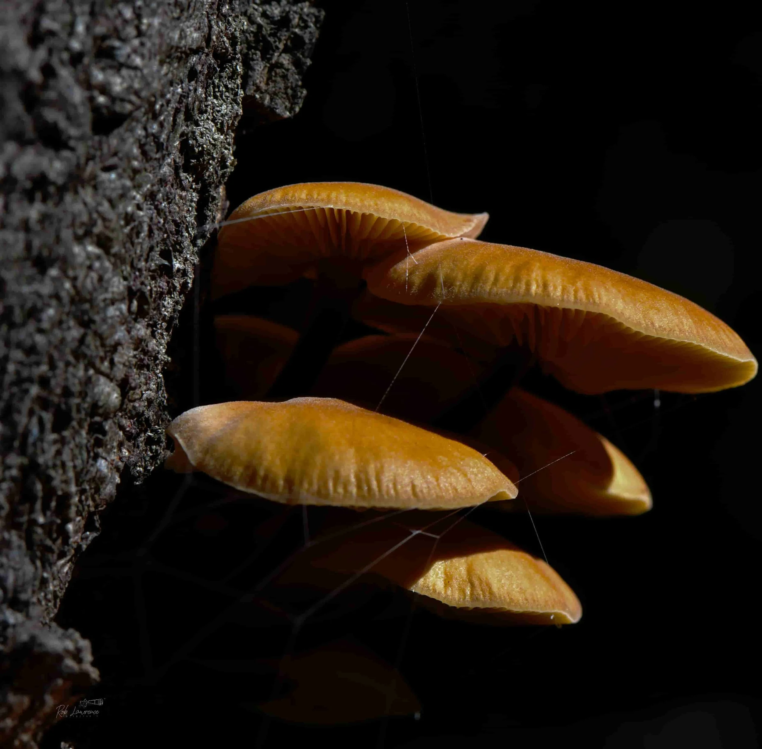 _DSC8060.jpg