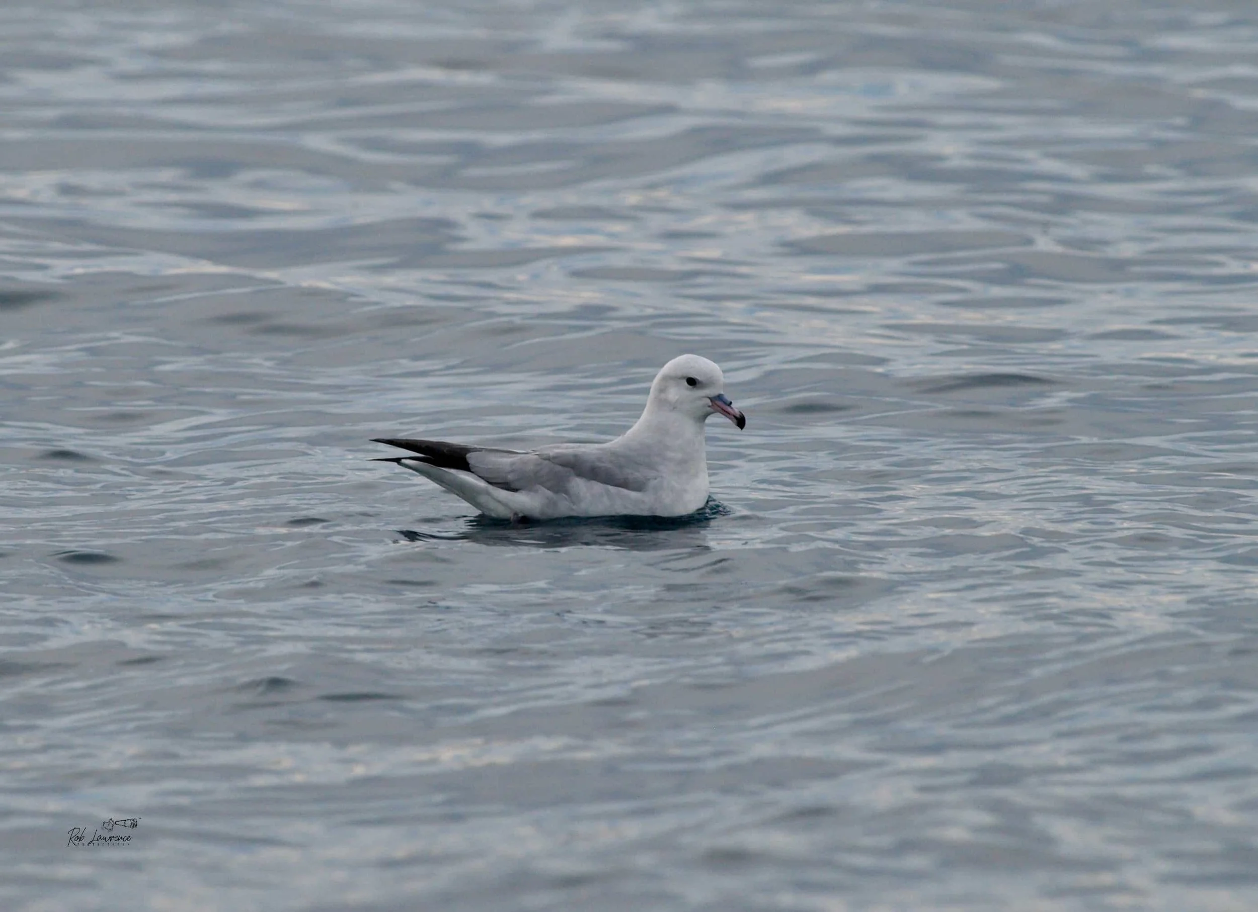 Antarctic Fulmer 
Fulmarus glacialoides

South Bay Kaikoura 
