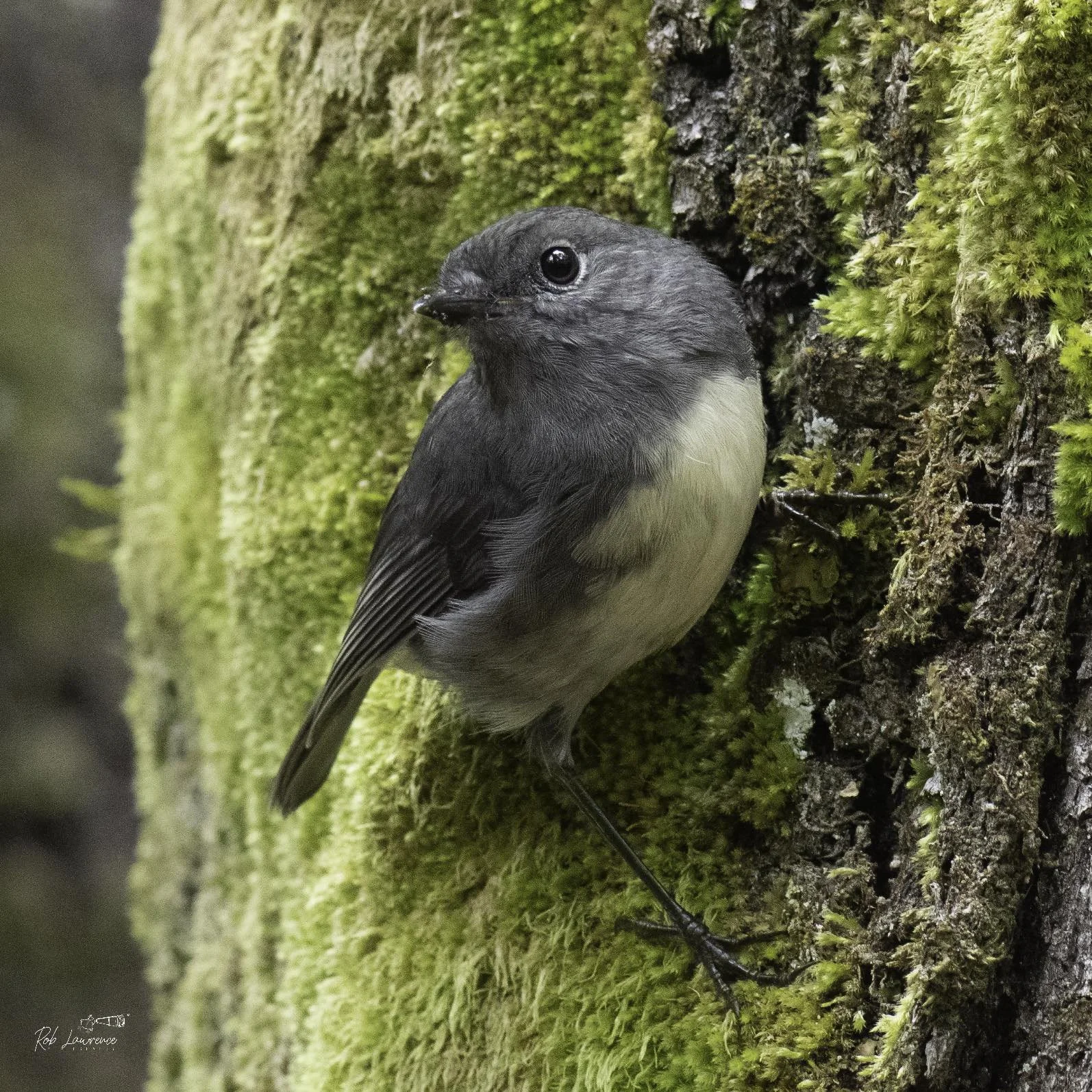 robin3 135.jpg