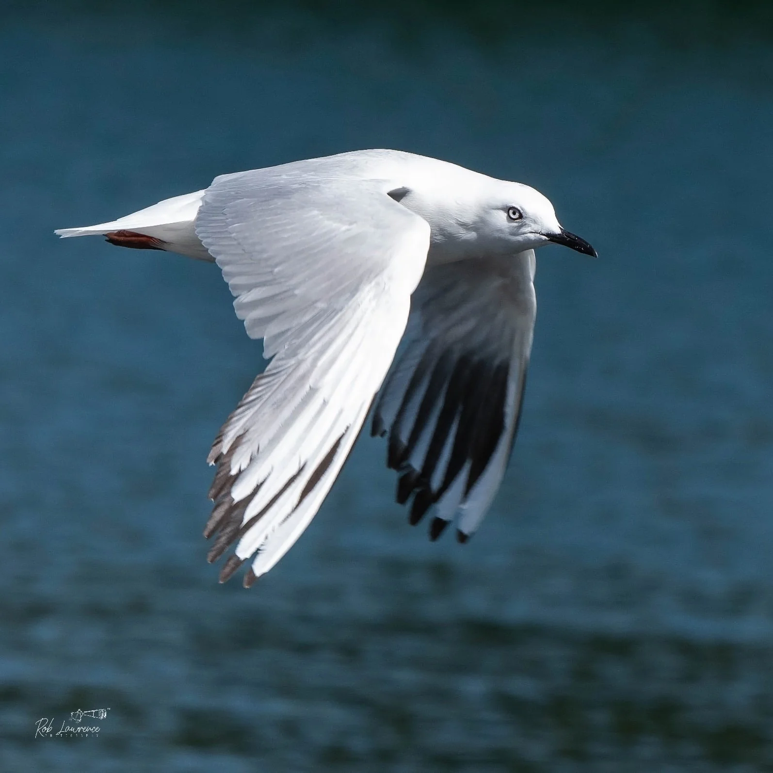 Black Billed Gull 135 .jpg