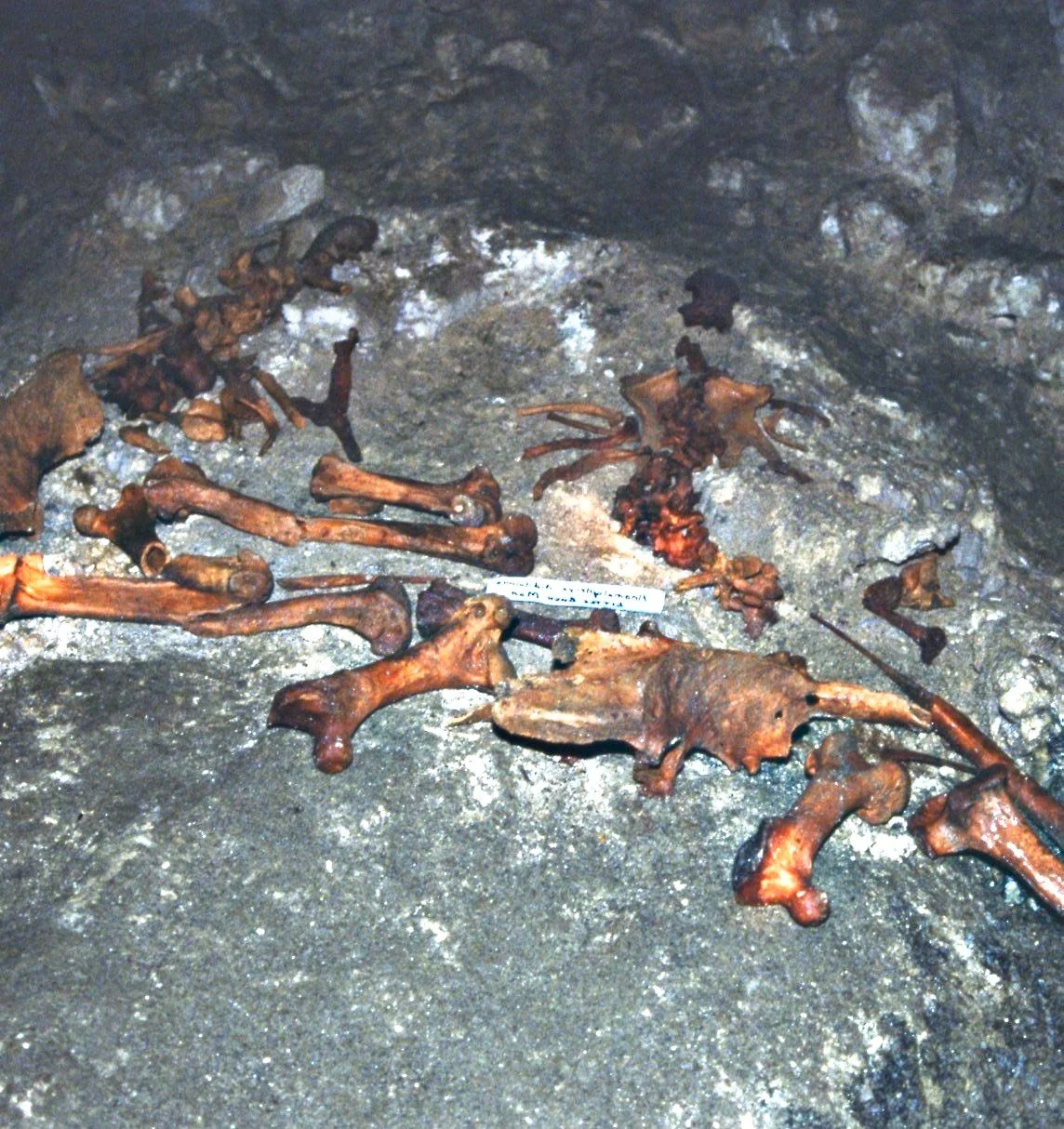 Moa bones.jpg