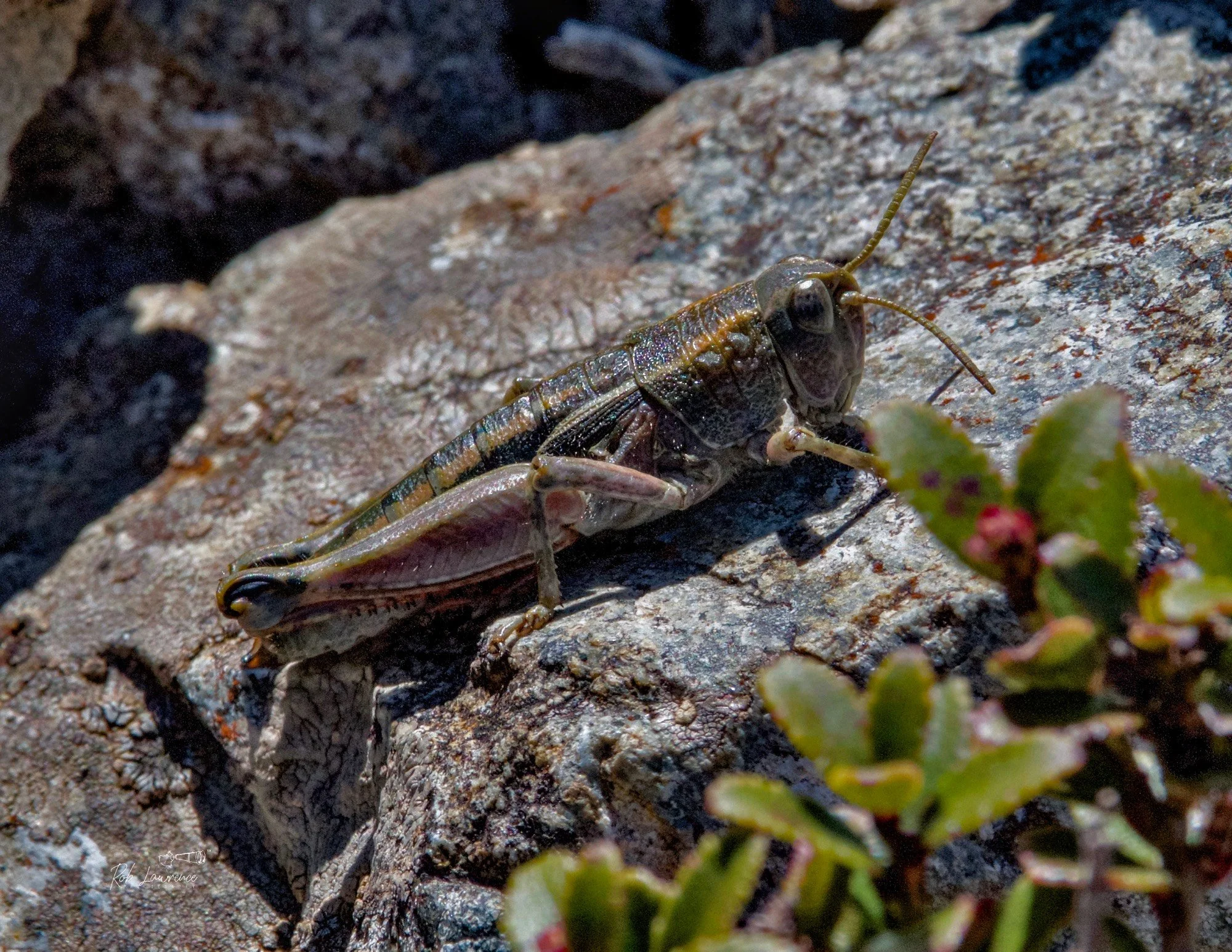 Southern Tussock Grasshopper   endemic
Paprides nitidus

These are short horned grasshoppers named after short antennae .Flightless  they are very good jumpers 
Very common around South island ski fields 