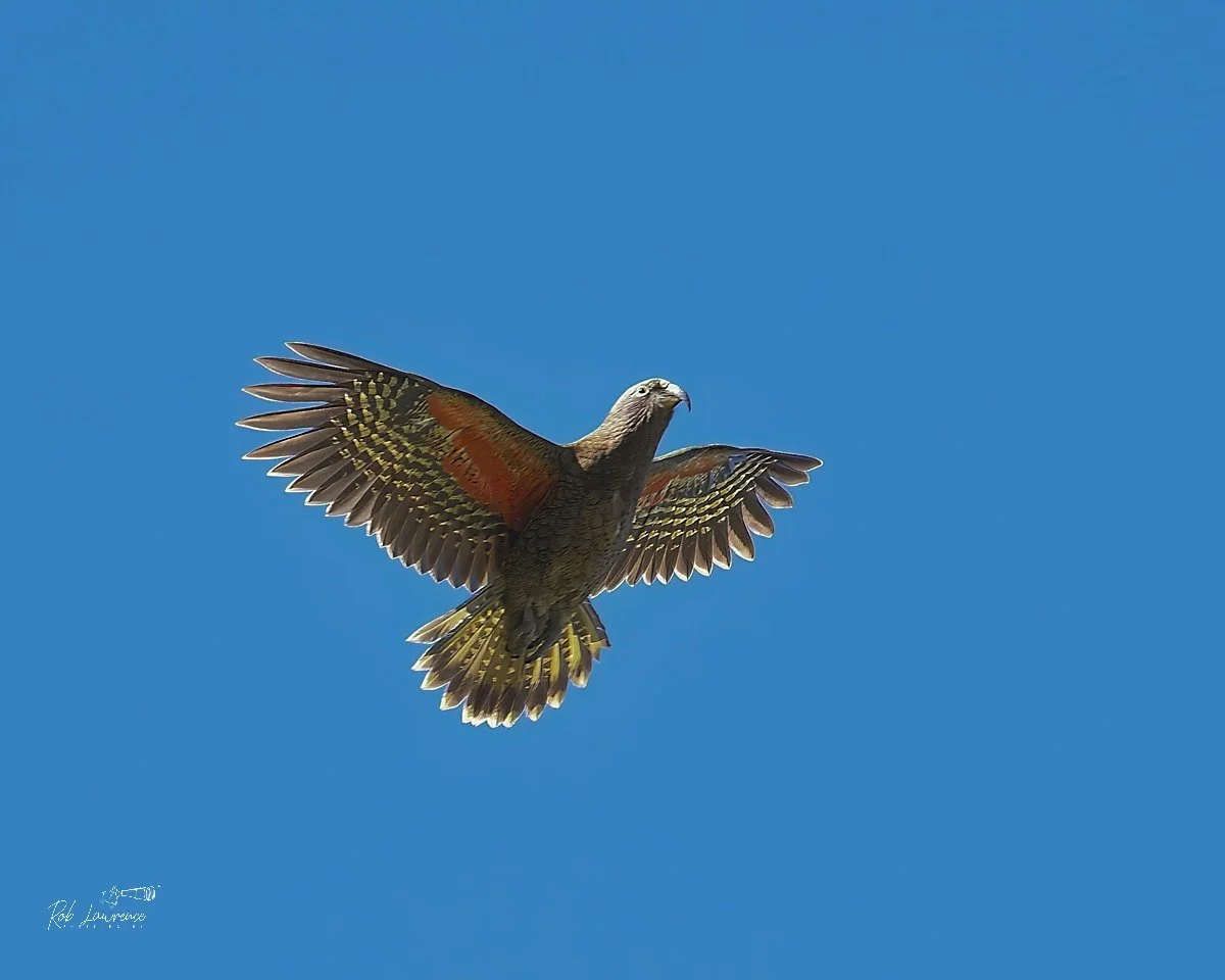 Kea fly over jpg.jpg
