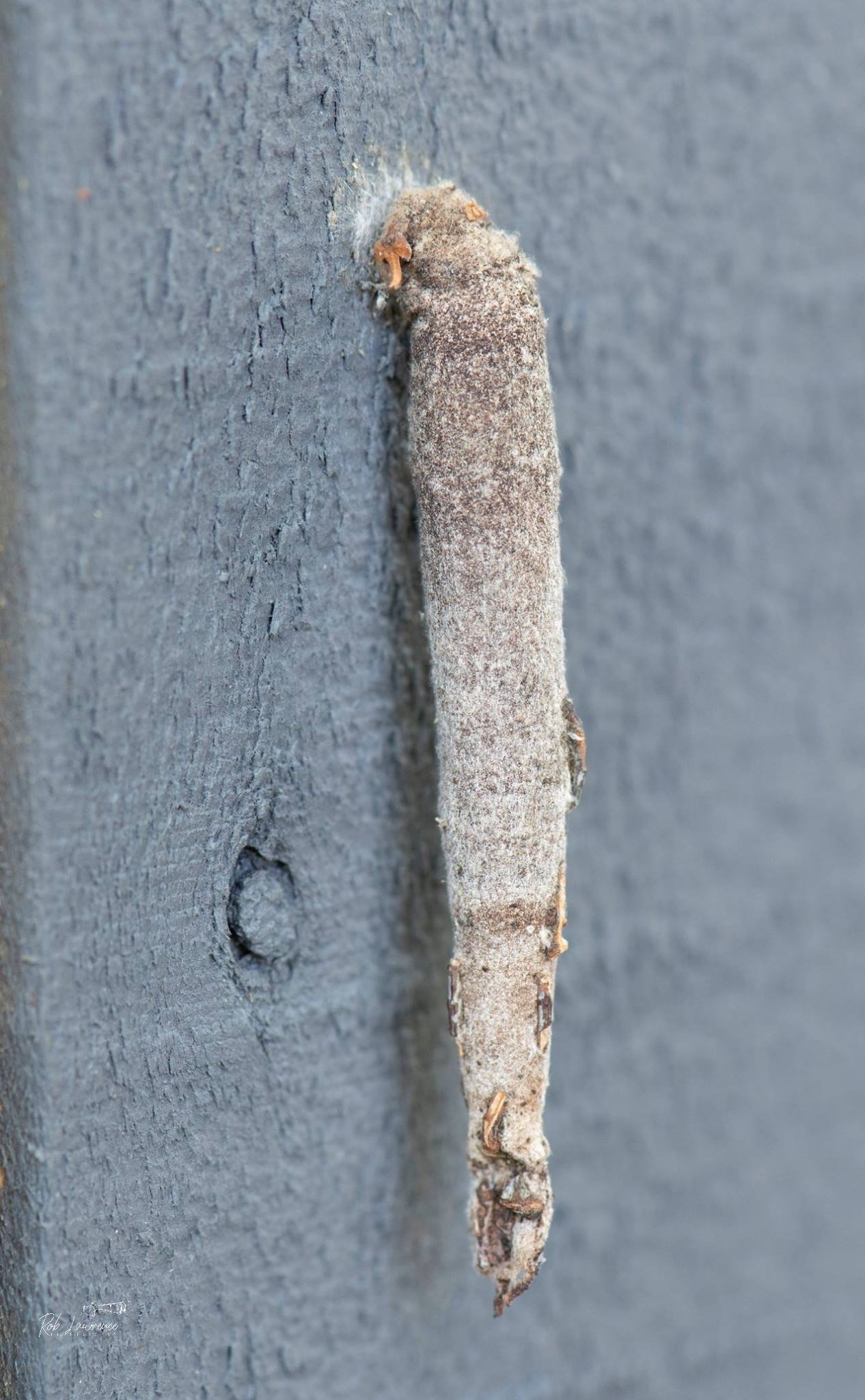 Common Bag Moth 
Liothula spices 

Interesting species  the caterpillar spend the whole life in little cases.