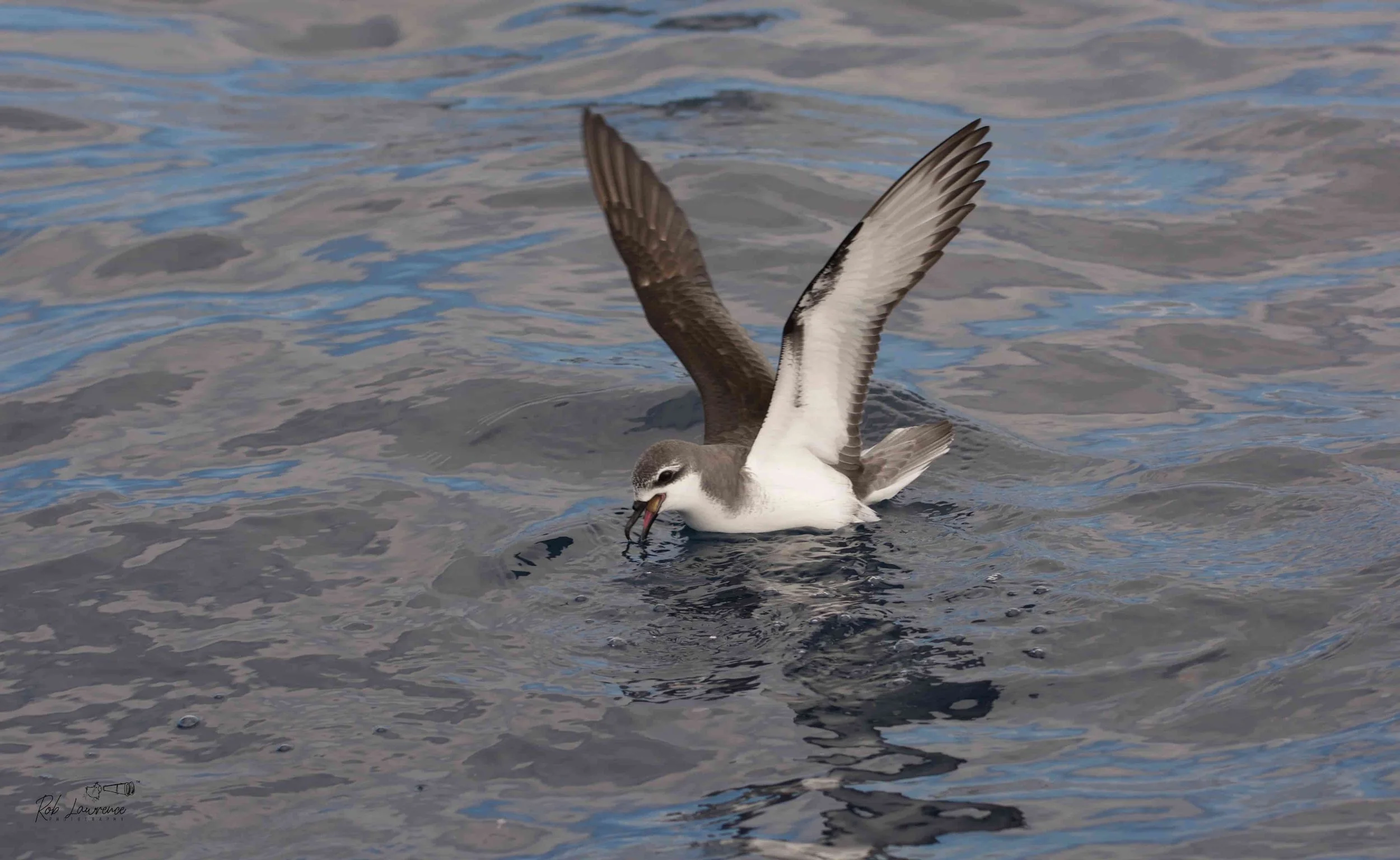 Cook's Petrel  (tītī)
Pterodroma cookii
Cook's petrel is a small oceanic seabird that breeds only on Little Barrier Island (Hauturu), Great Barrier Island (Aotea), off the north-eastern North Island, and Codfish Island (Whenua Hou), near Stewart Isla