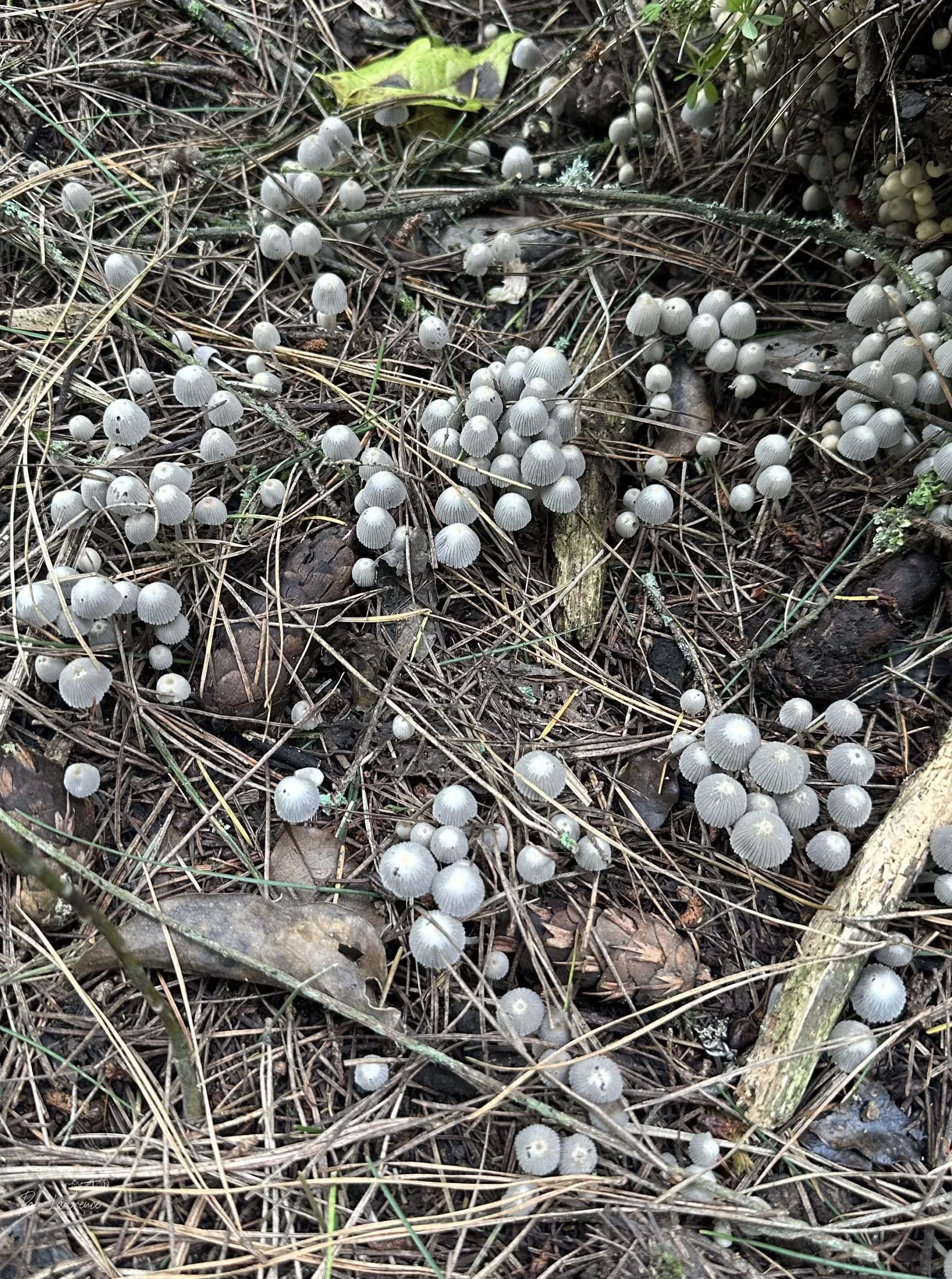 Fungi.jpg