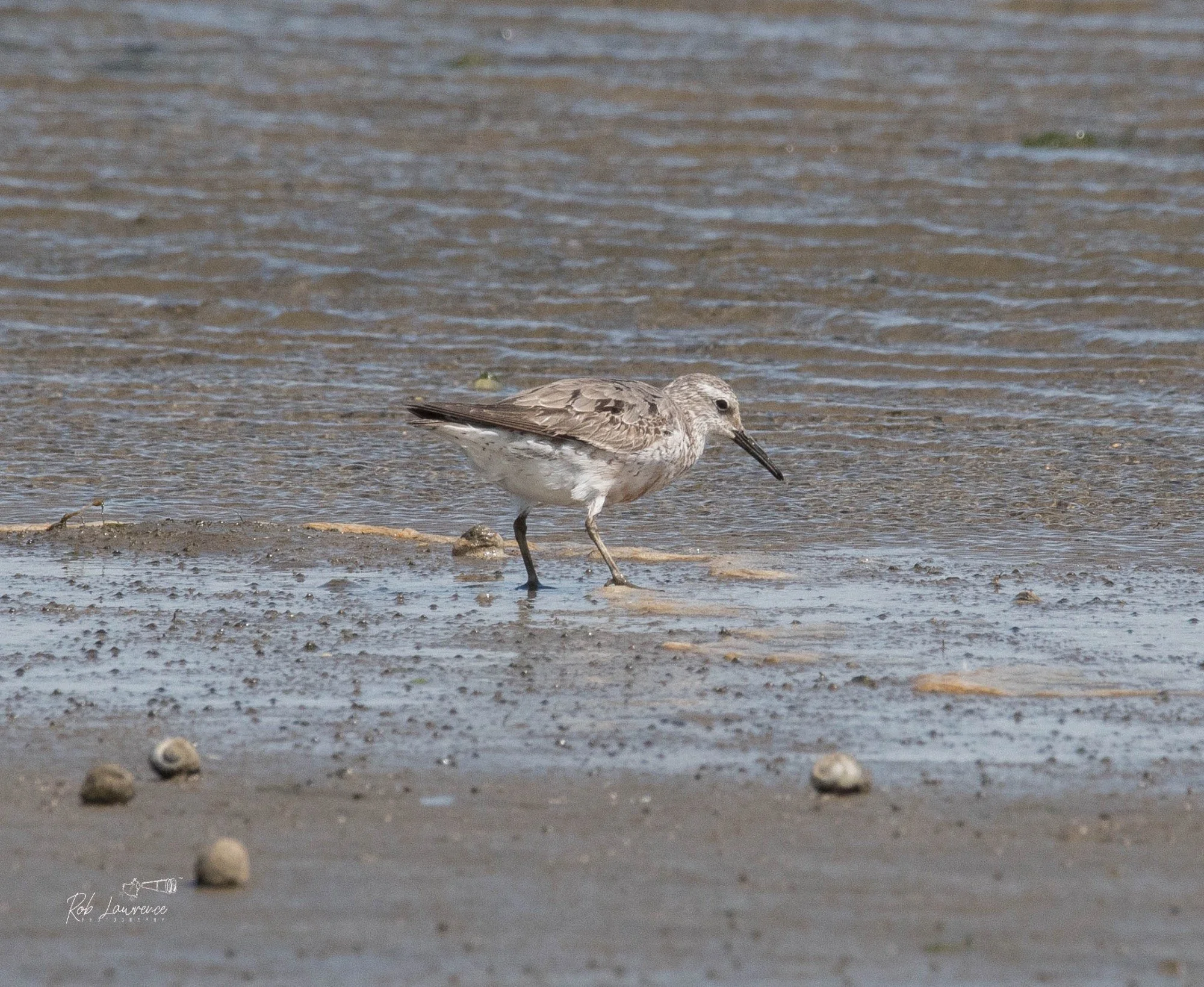 Red Knot  (hauhou)
Calidris canutus

The Red Knot (hauhou) is a medium-sized migratory shorebird that breeds on the Arctic tundra of Canada, Europe and Russia before travelling thousands of kilometres to spend the southern summer in New Zealand. It i