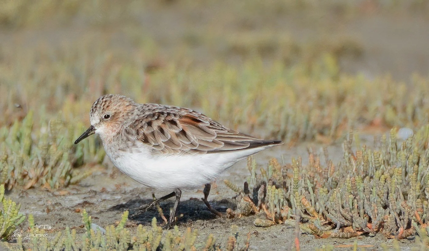 Red-necked stint .jpg