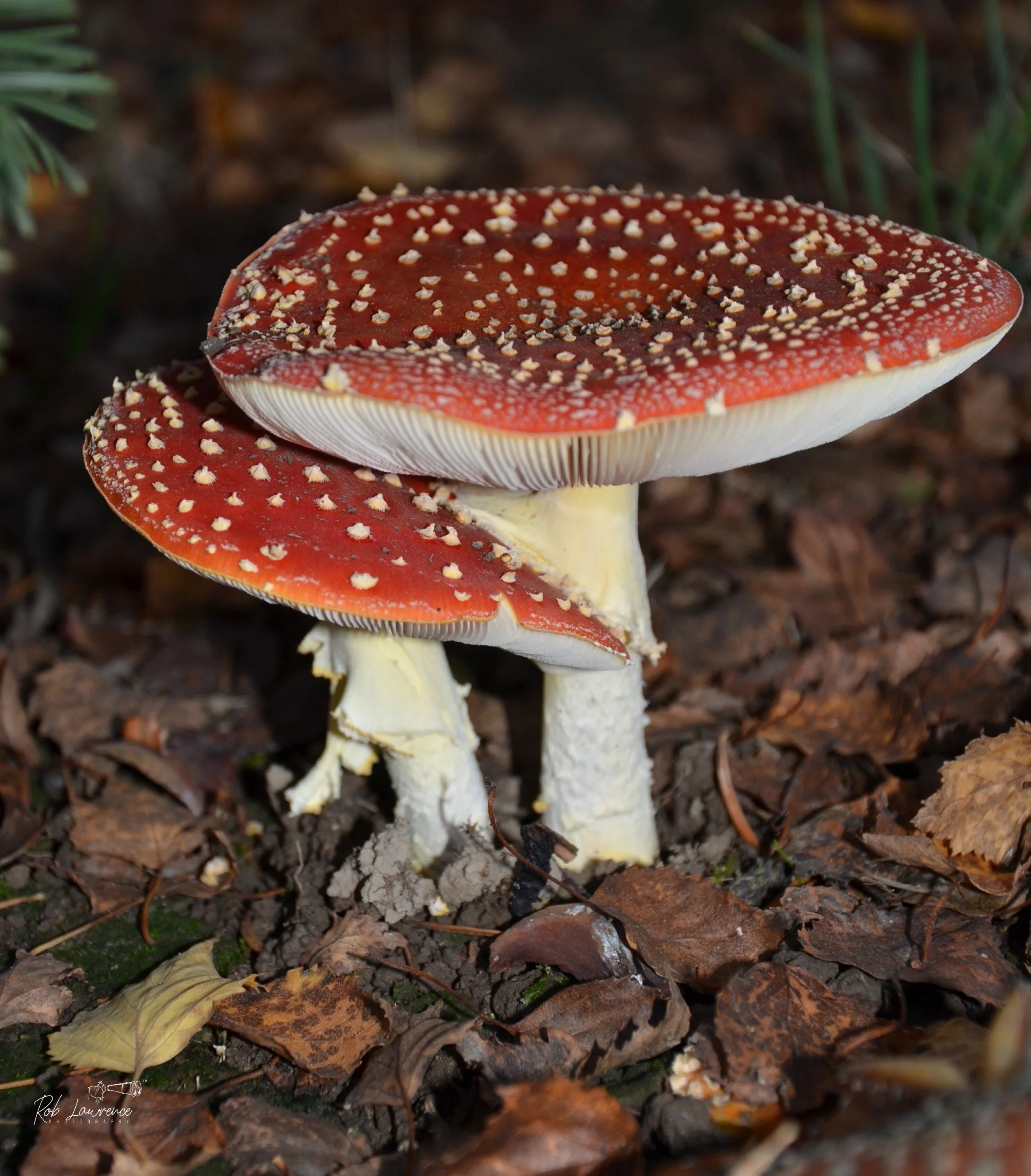 Amanita mascara
HMcHughes Forest Park