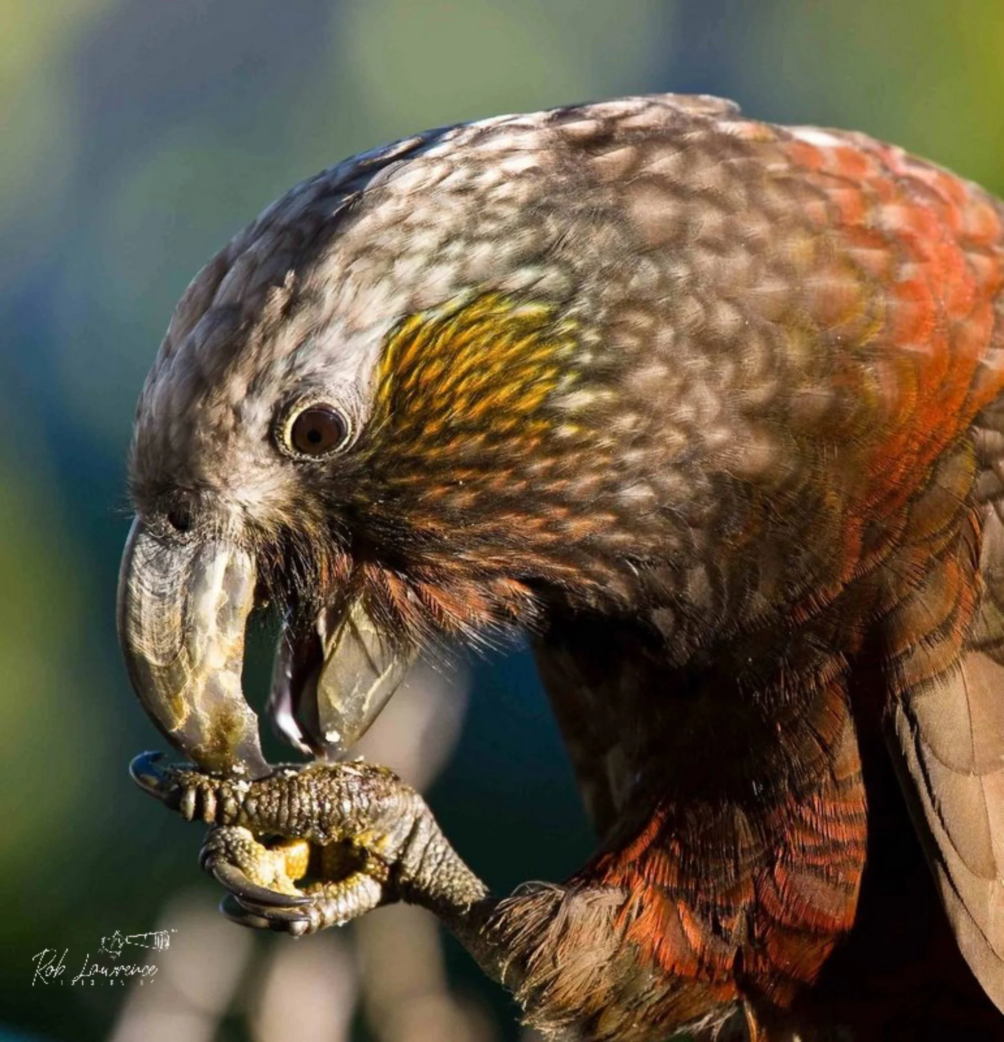 South Island Kaka  (kākā)
Nestor meridionalis 

he forest cousin of the Kea is the Kākā. Unlike its alpine relative, the Kākā has rich reddish-brown and black plumage, a distinctive pale grey patch on the head, and a heavier, more powerful bill adapt