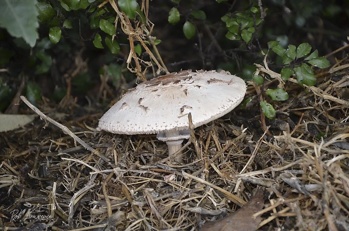 Shaggy Parasol
Chlorophyll brunnrum/rachodes