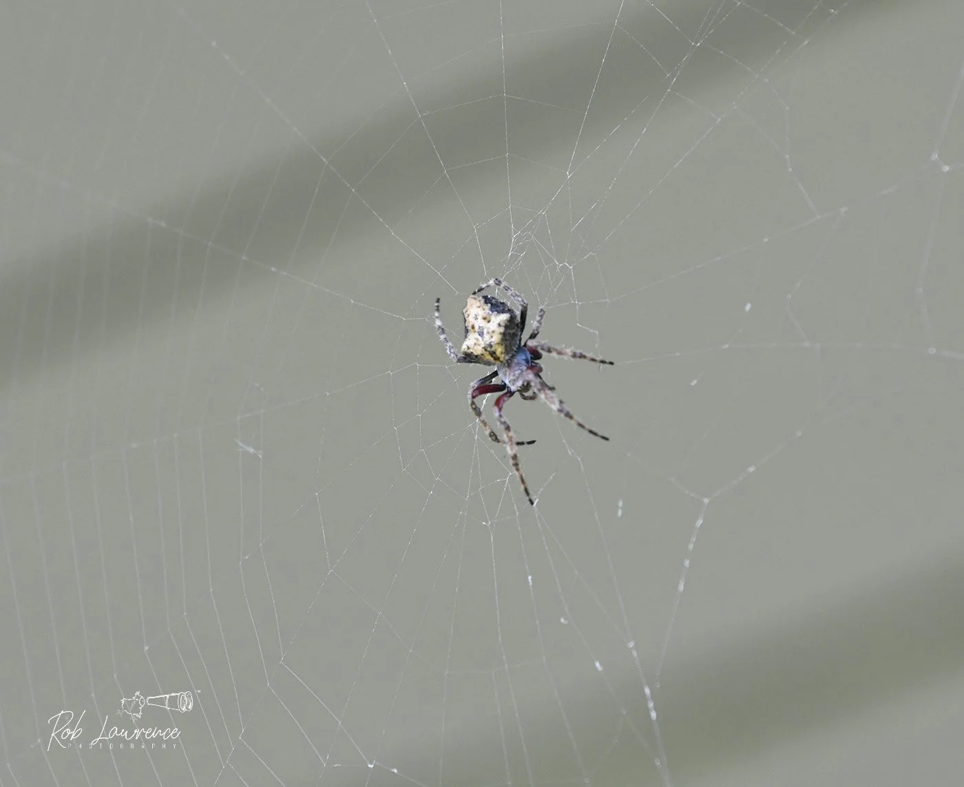 Garden Orb spider 
Eriophora pustulosa

Self introduced from Australia by "flying" across the Tasman  Sea. A hardy species and has been found on the Subantarctic Islands