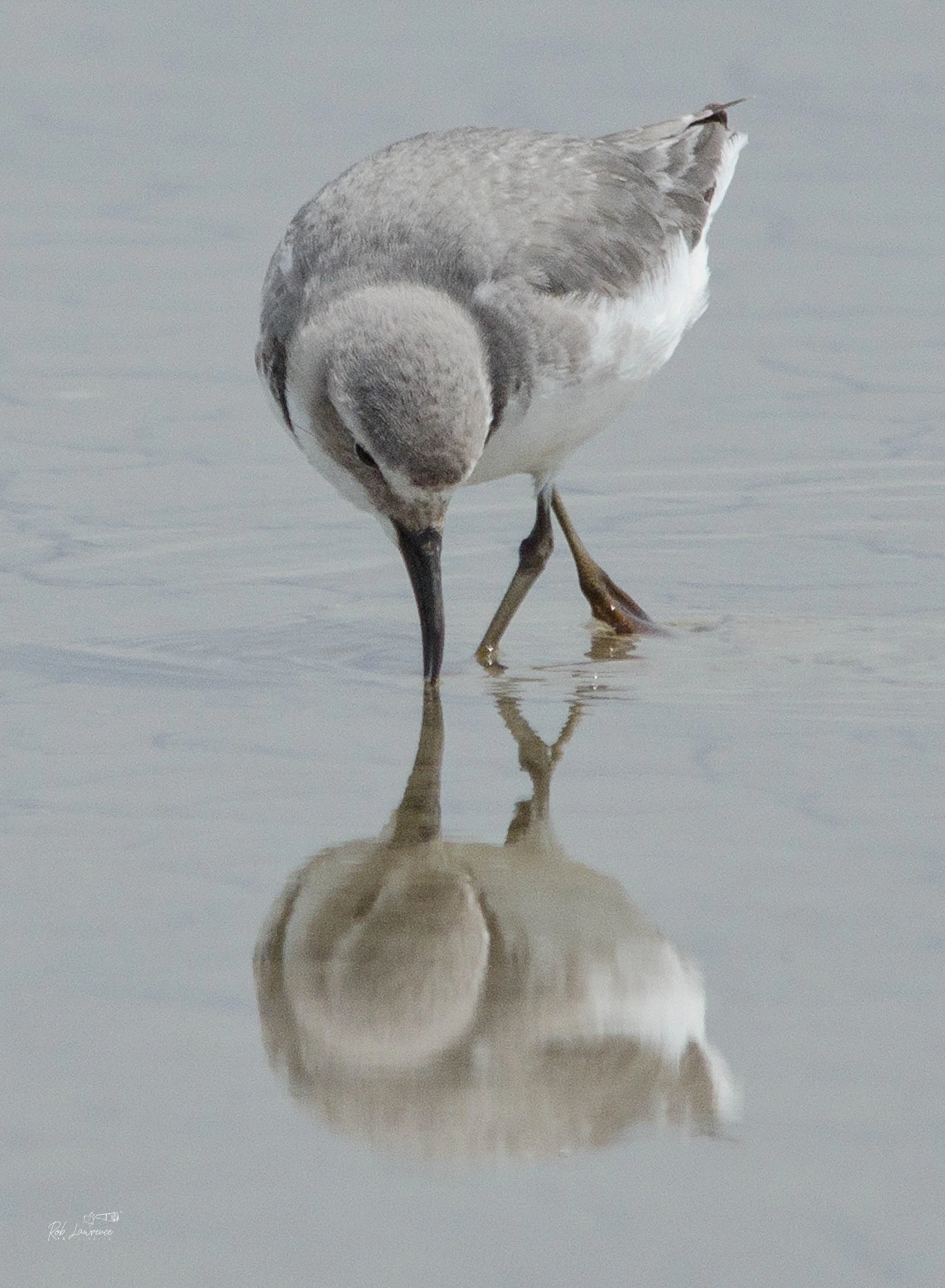 Wrybill. (ngutu pare)
Anarhynchus frontalis