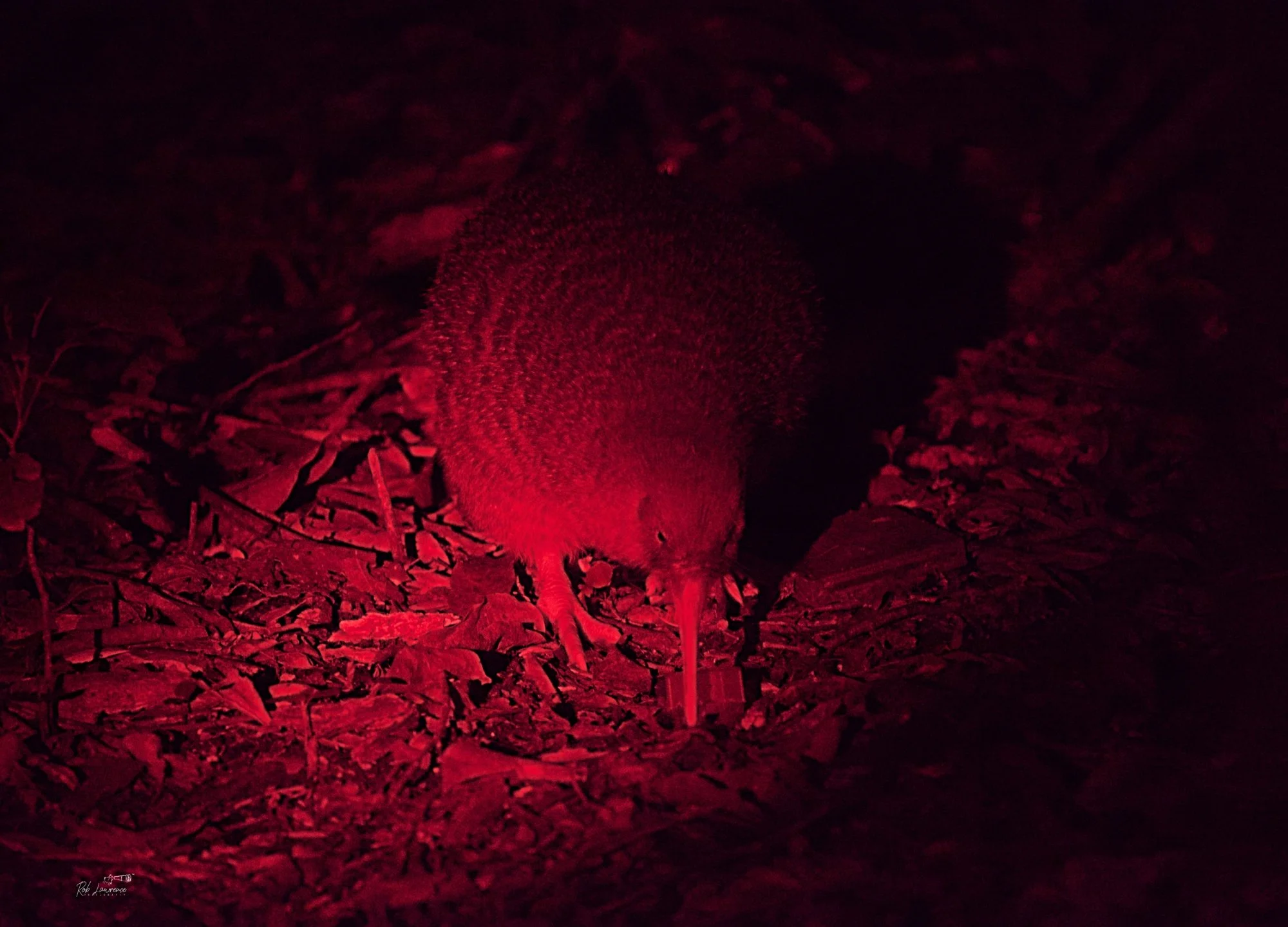 Little Spotted Kiwi