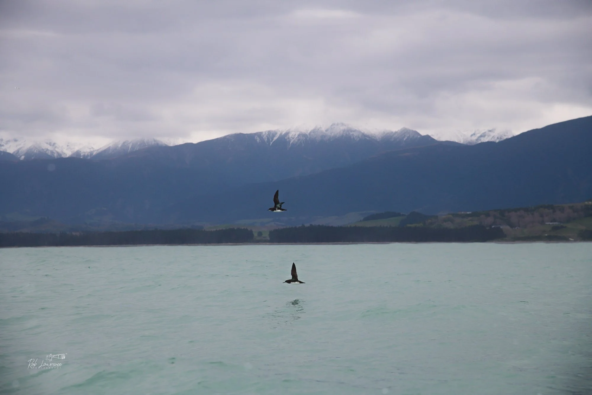 Hutton's shearwater. (kaikōura tītī)
Puffinus huttoni

Hutton's Shearwater is one of New Zealand's most remarkable seabirds and is unusual in that it breeds only on the mainland. Its entire breeding population is confined to just two alpine colonies 