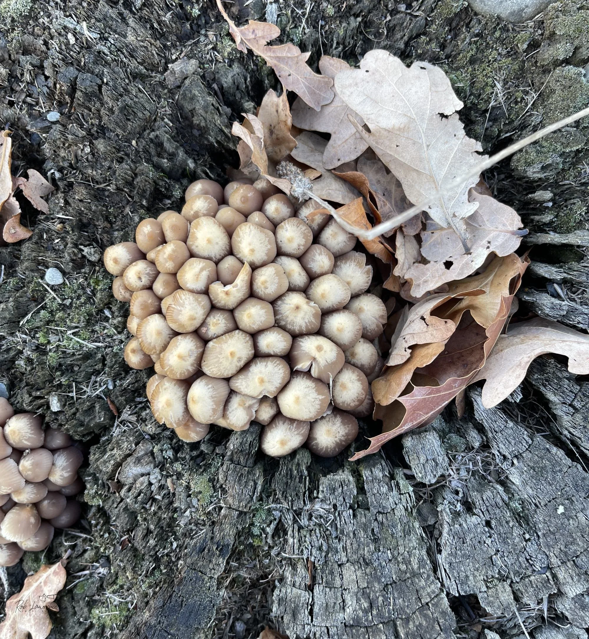 Fungi 2.jpg