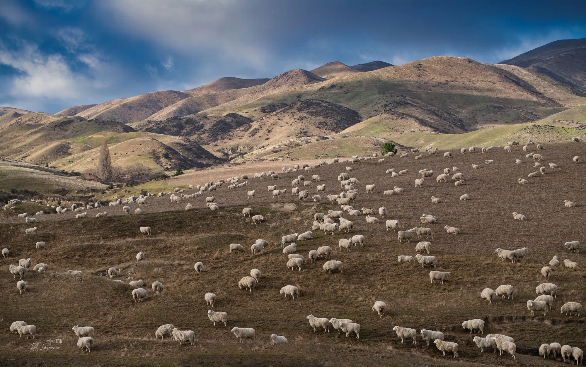 Hillside Merinos in Otago 