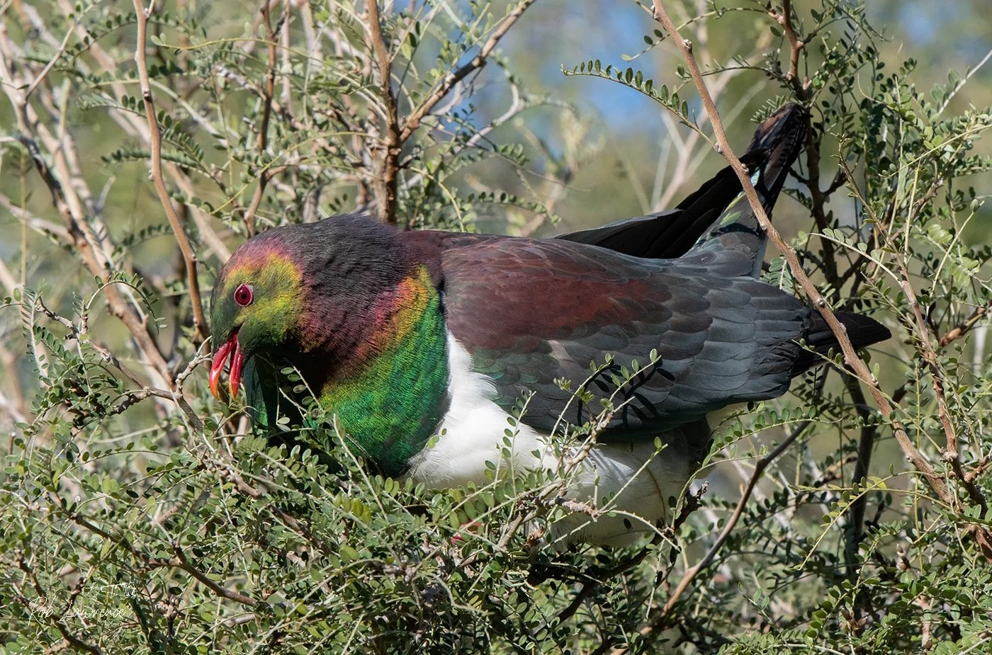 New Zealand Pigeon   
