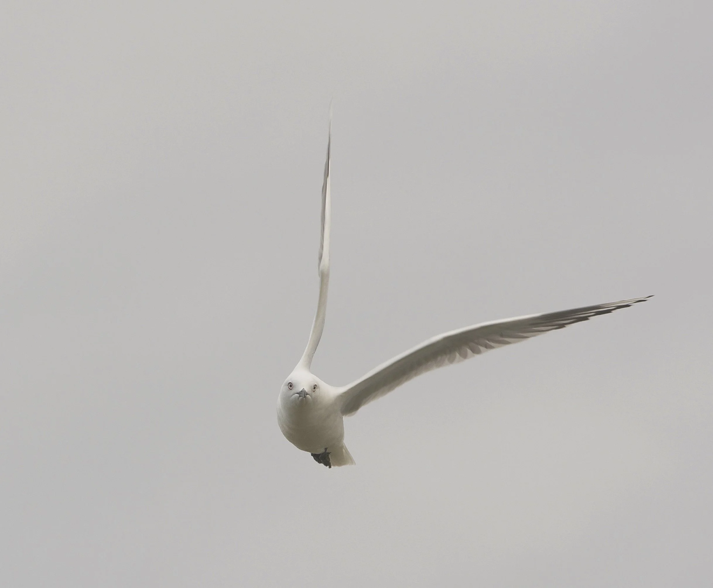 Black-billed Gull  (Buller's Gull)    (tarāpuka)  
Chroicocephalus bulleri
