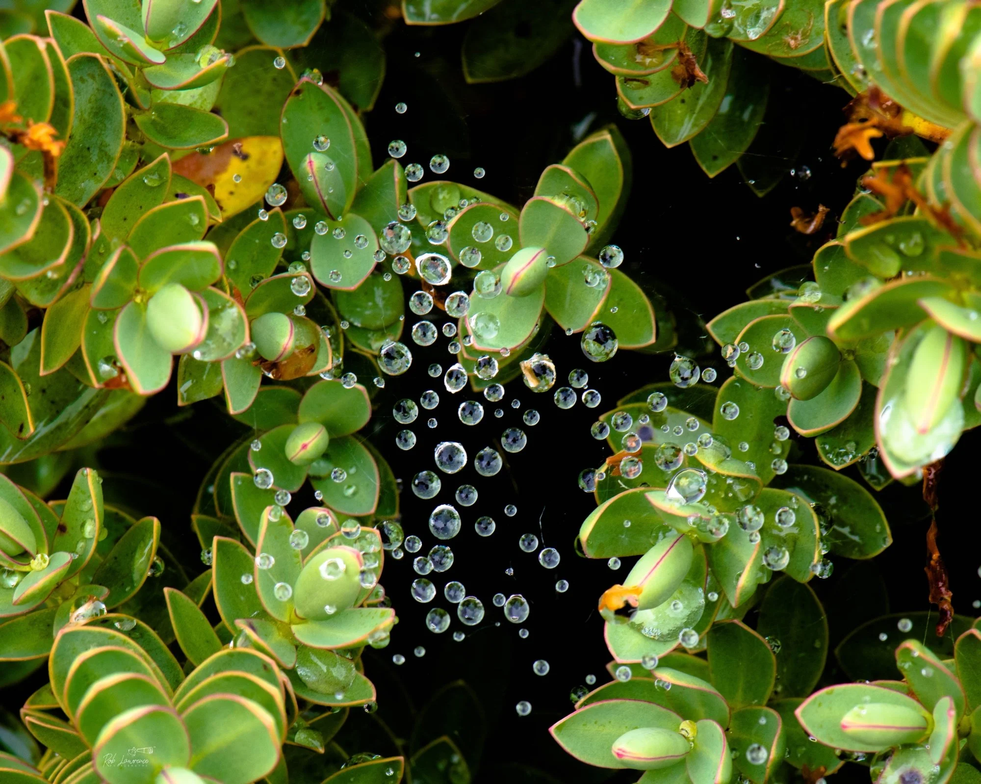Droplets on Hebe 