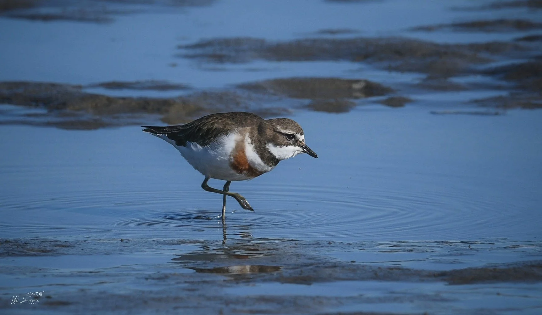 Banded Dotterel  (tūturiwhatu)
Anarhynchus bicinctus