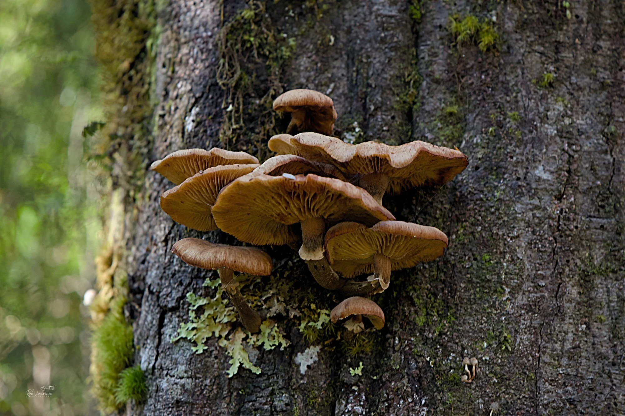 Giant Flamecap 
Gymnopilus junonius 