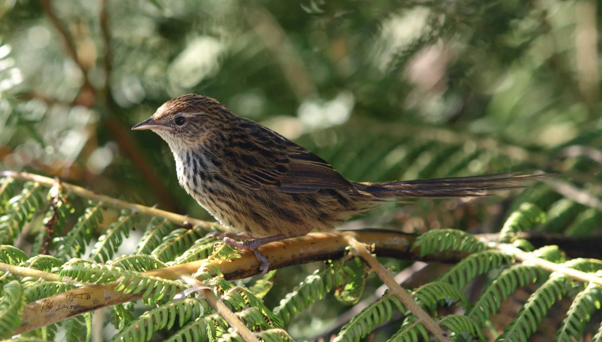 North Island Fernbird