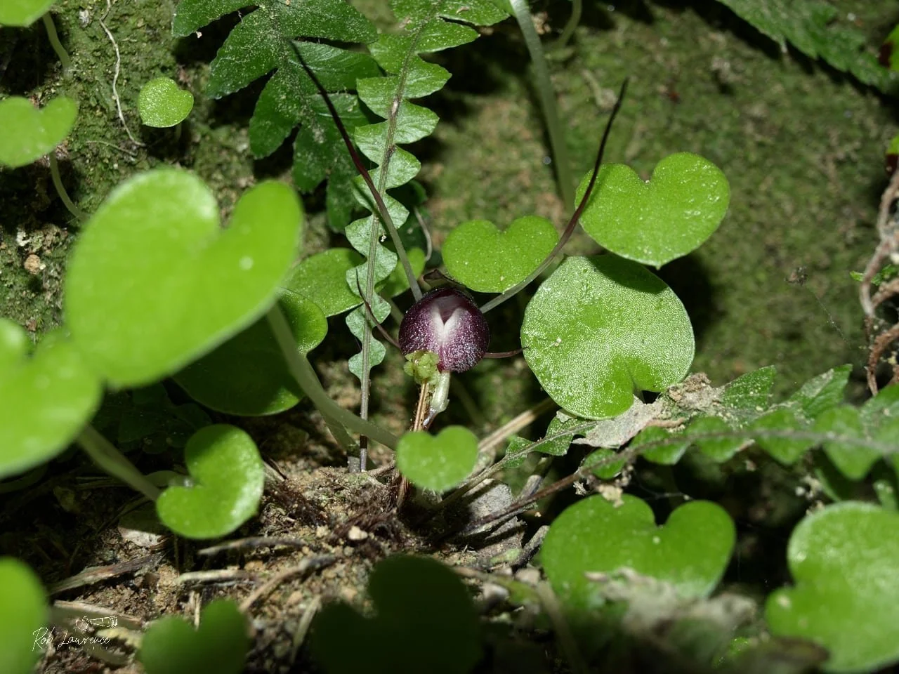 Corybas sp.jpg