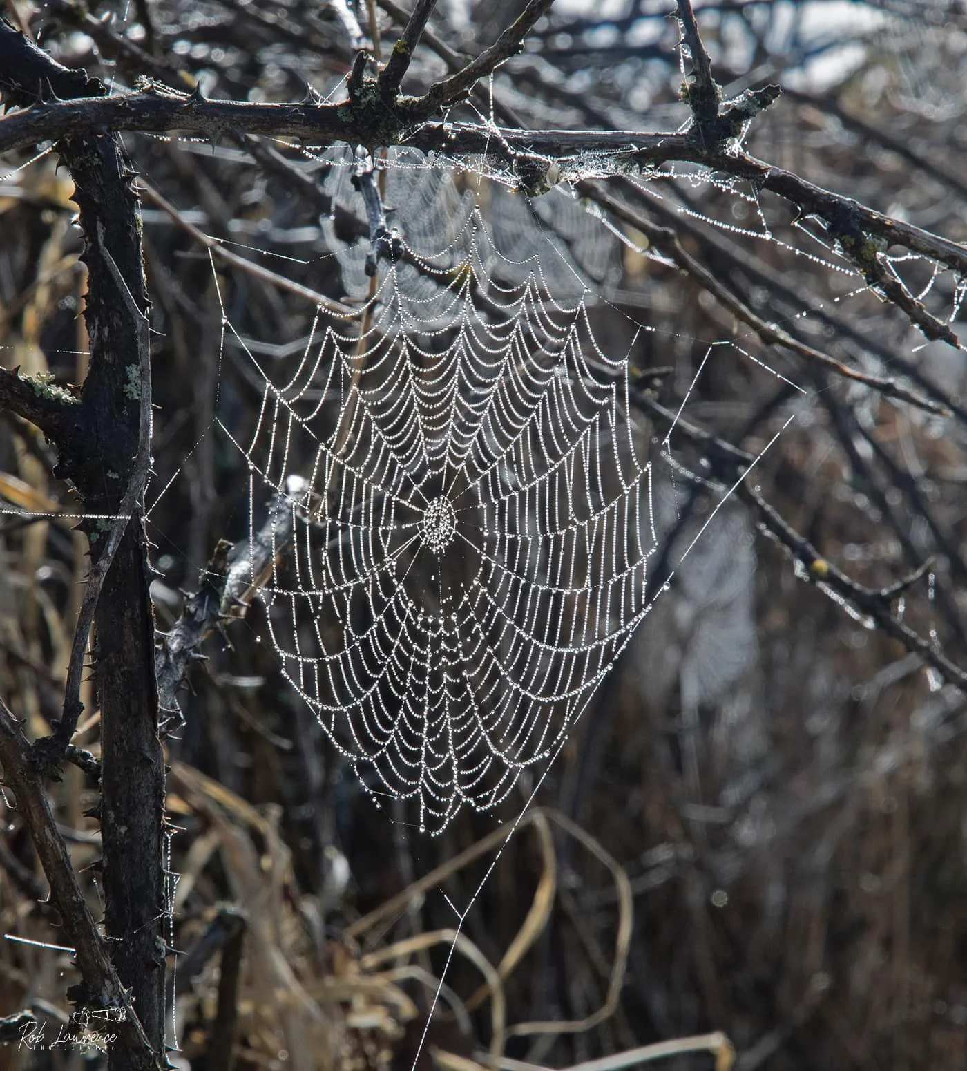 WEB Diamonds .jpg