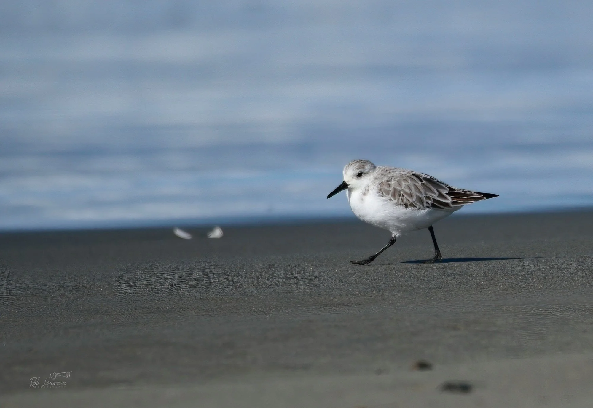 Sanderling 
Calidris alba
The sanderling is a circumpolar Arctic breeder, being among the most extreme northern breeding birds in the world, nesting only on the coldest tundra, north of the 5°C July isotherm; in Europe, its southernmost breeding loca