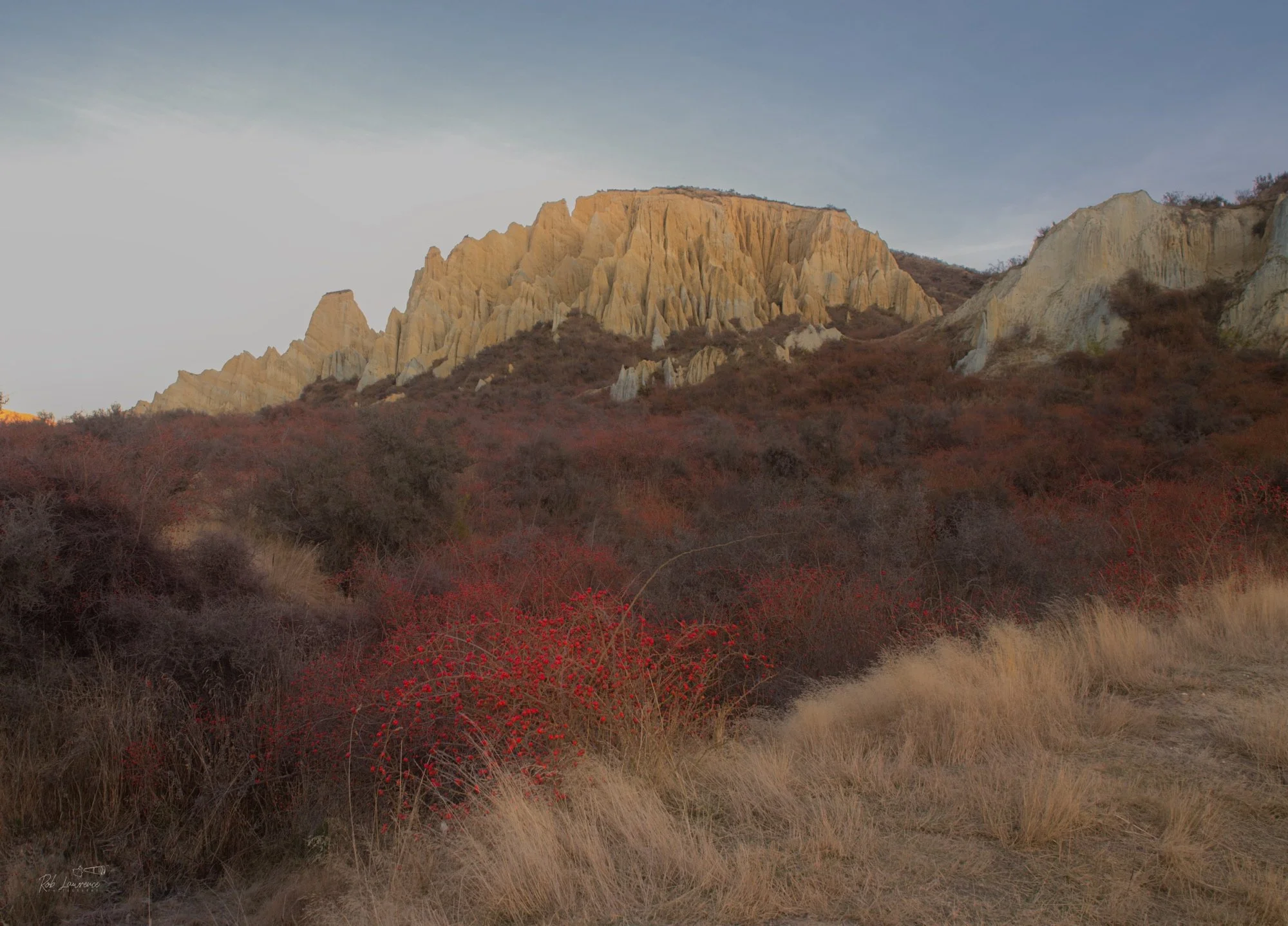 Red Rosehips in front of the Clay Cliffs    Near Omarama
