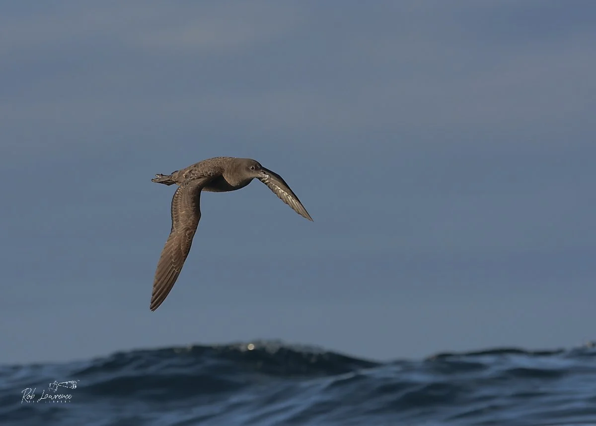 Sooty Shearwater -Muttonbird (hākoakoa)
Ardenna grisea
These seabirds, taste remarkably like sheep meat hence the nickname Muttonbird.   Maori cultural legacy continues by sailing out once a year to the tītī islands around Rakiura (Stewart Island) wh