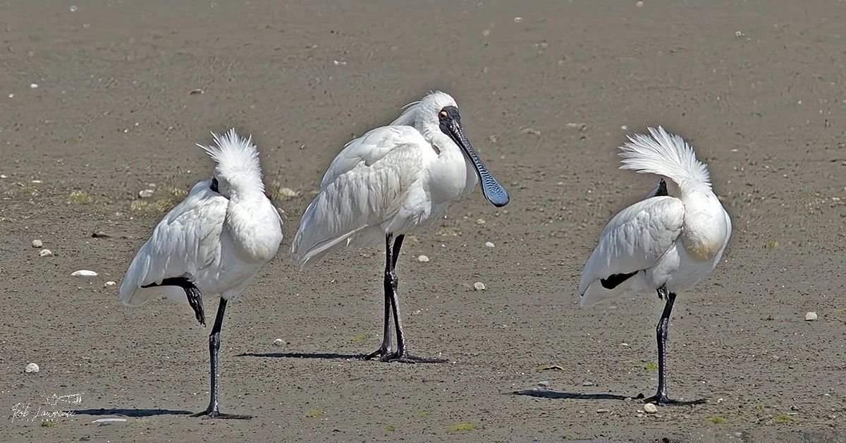 Spoonbill 