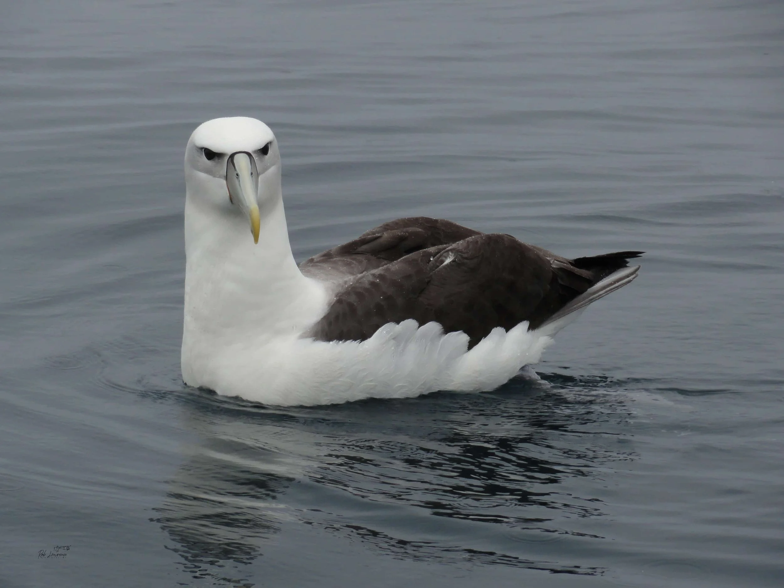 White-capped Mollymawk   (Shy Mollymawk)
Thalassarche cautta