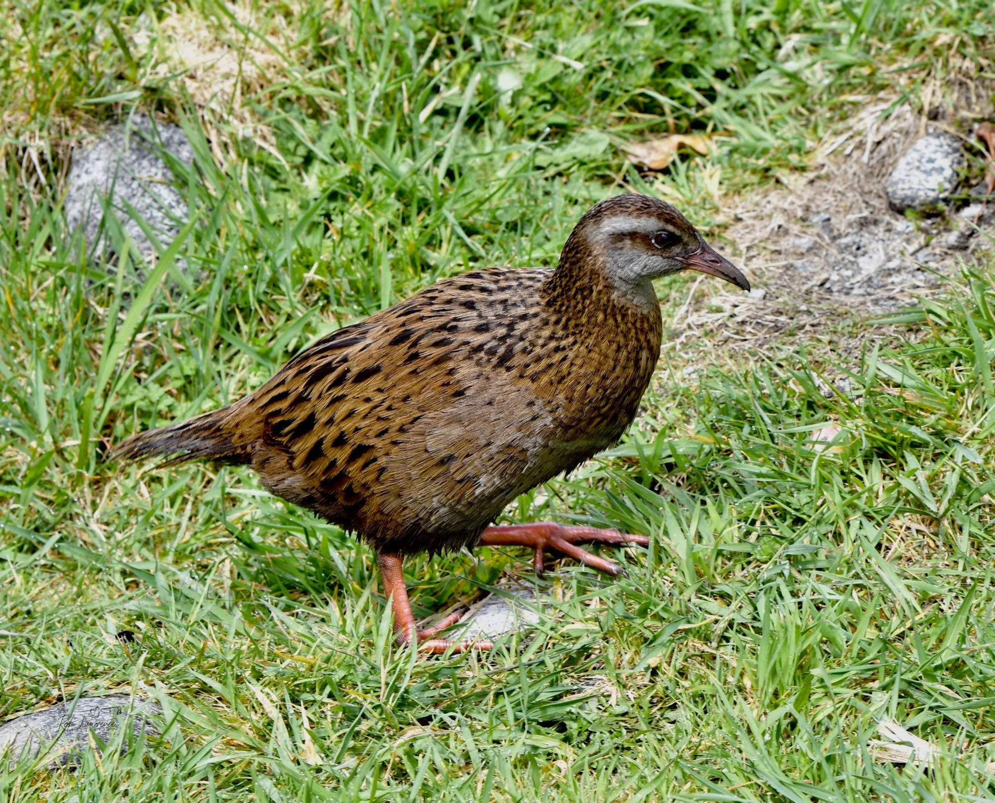 Weka .jpg