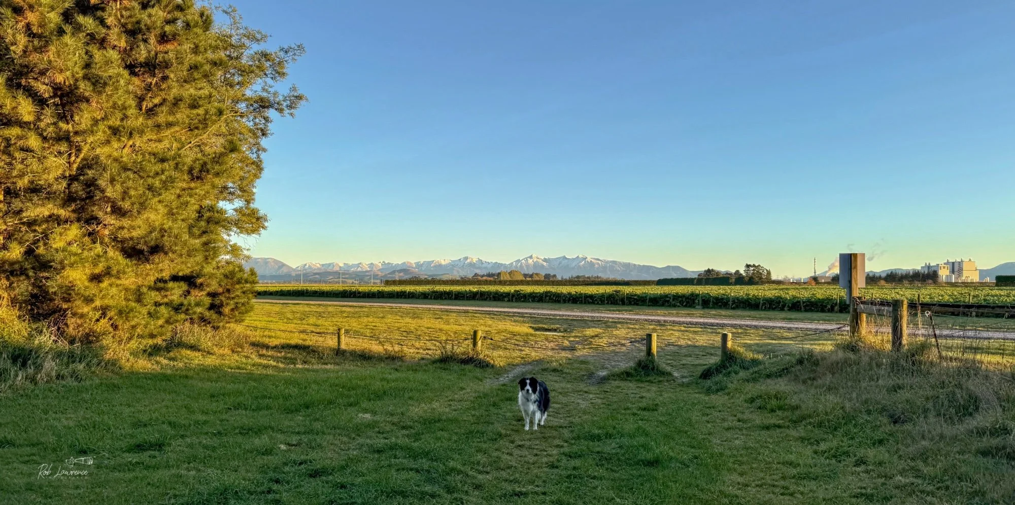 Bella at the end of the Forest Park west side walk with the Torlesse range in background 