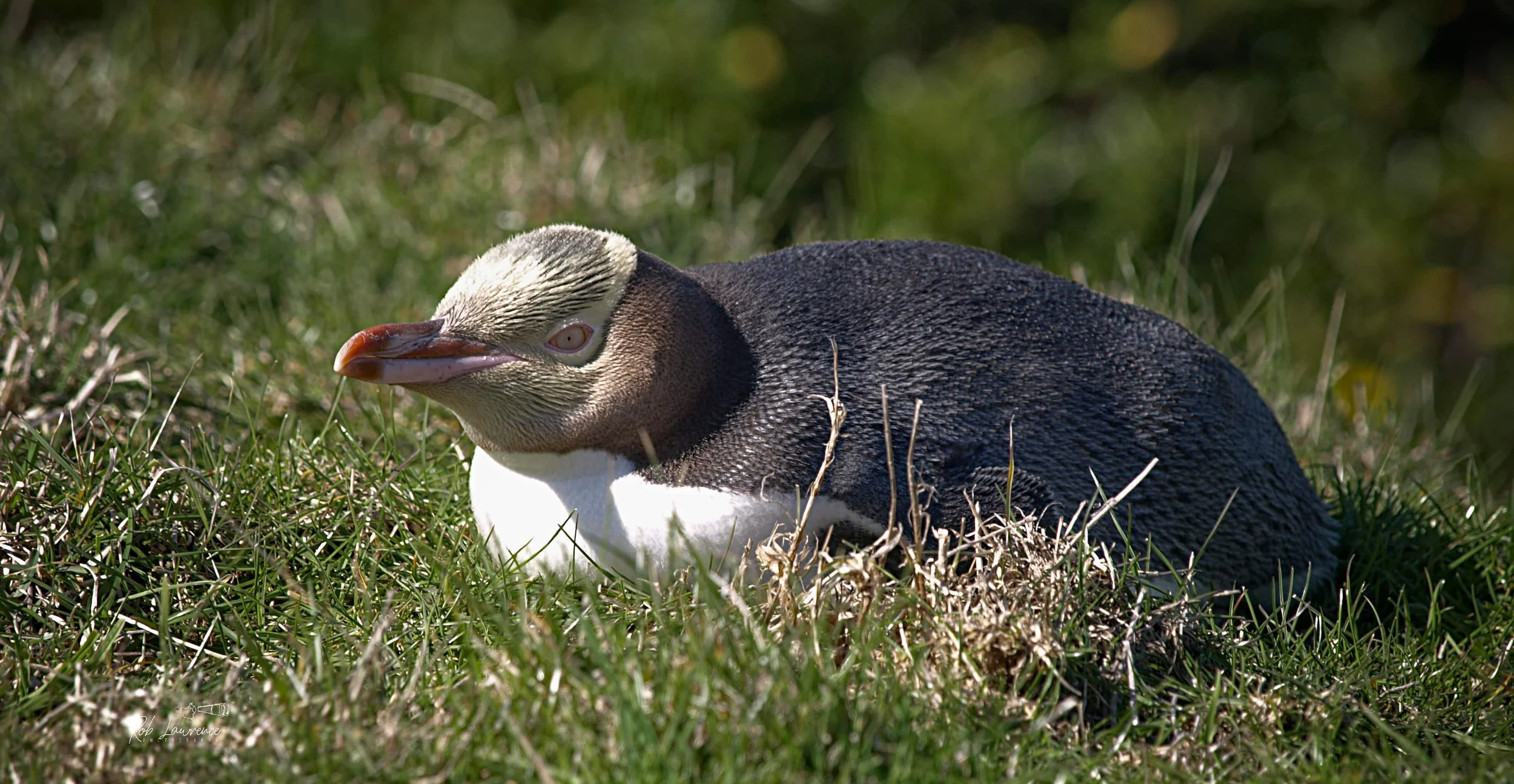 Yellow-eyed Penguin  (hoiho)
Megadyptes antipodes