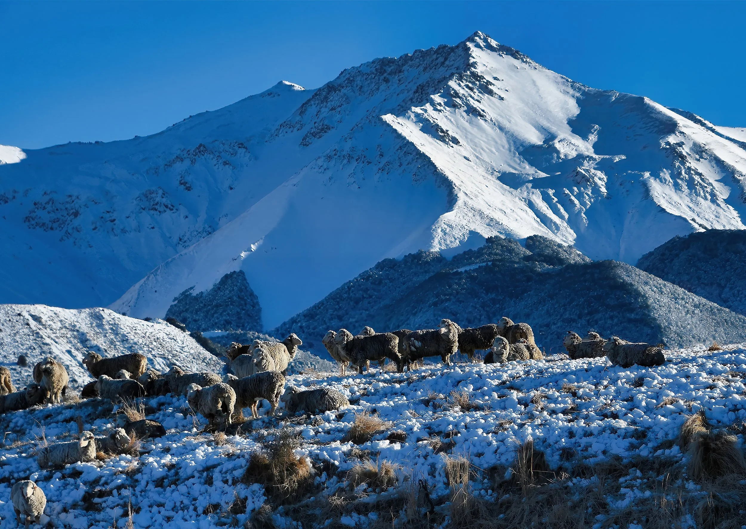 Craigburn Sheep.jpg