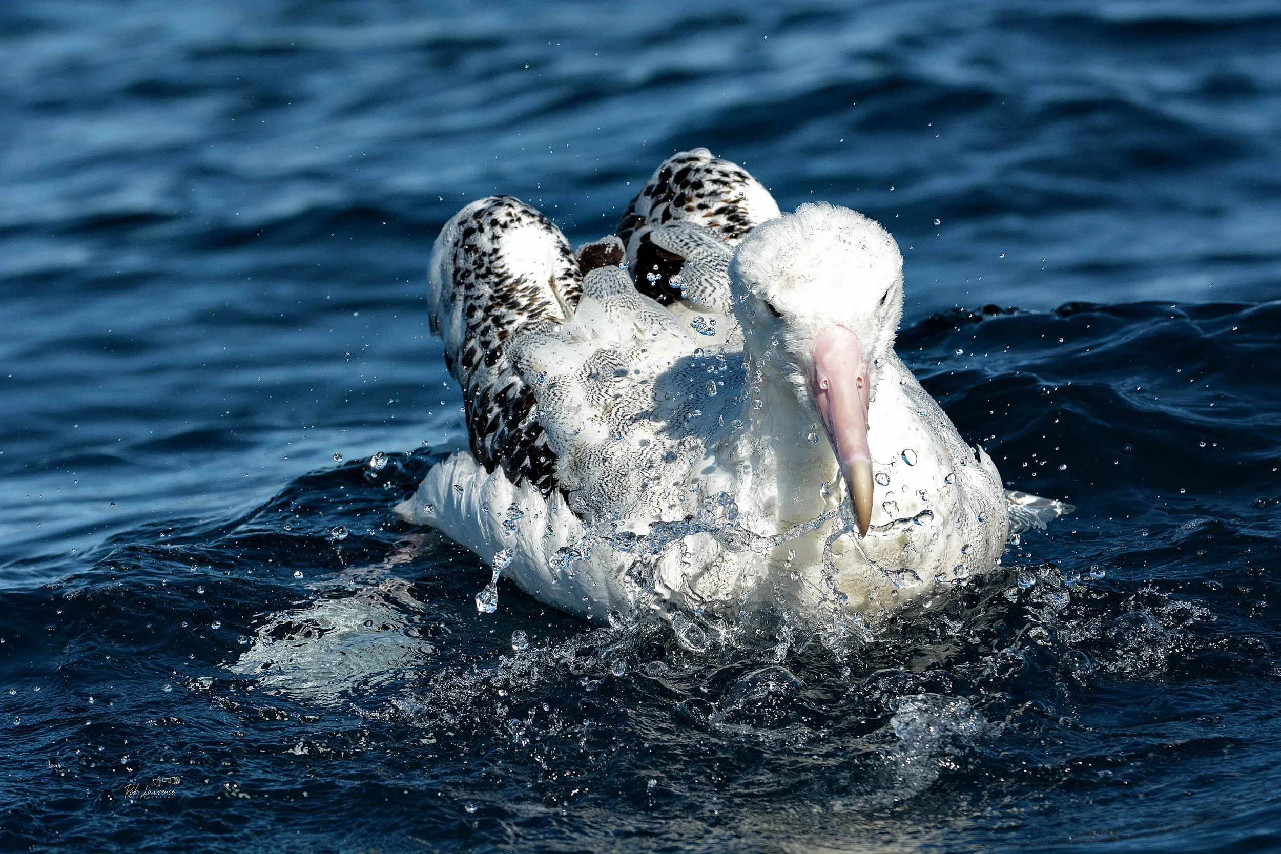 Antipodean (Wandering) Albatross 
(toroa)  Diomedea antipodensis