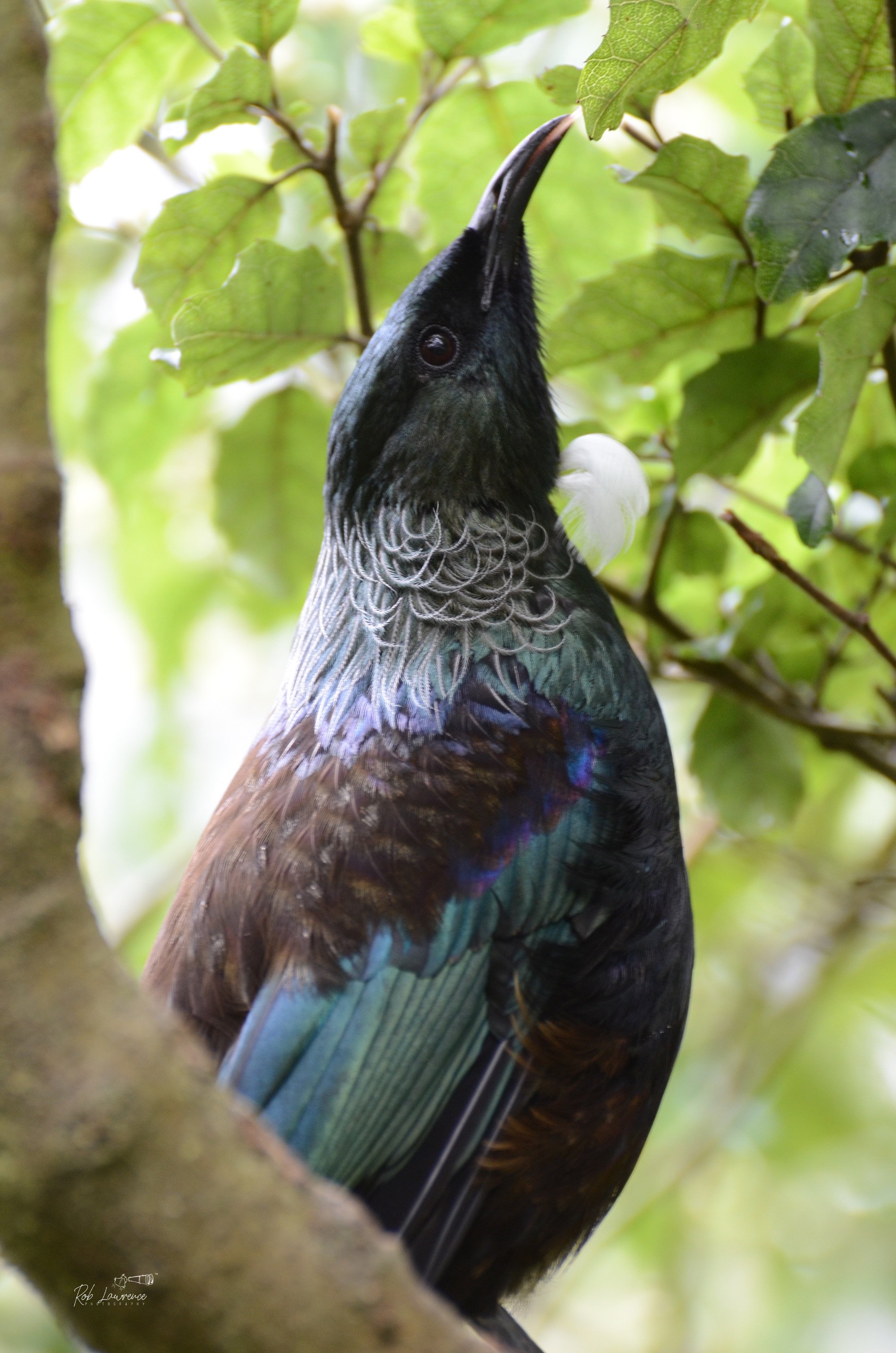 Tui