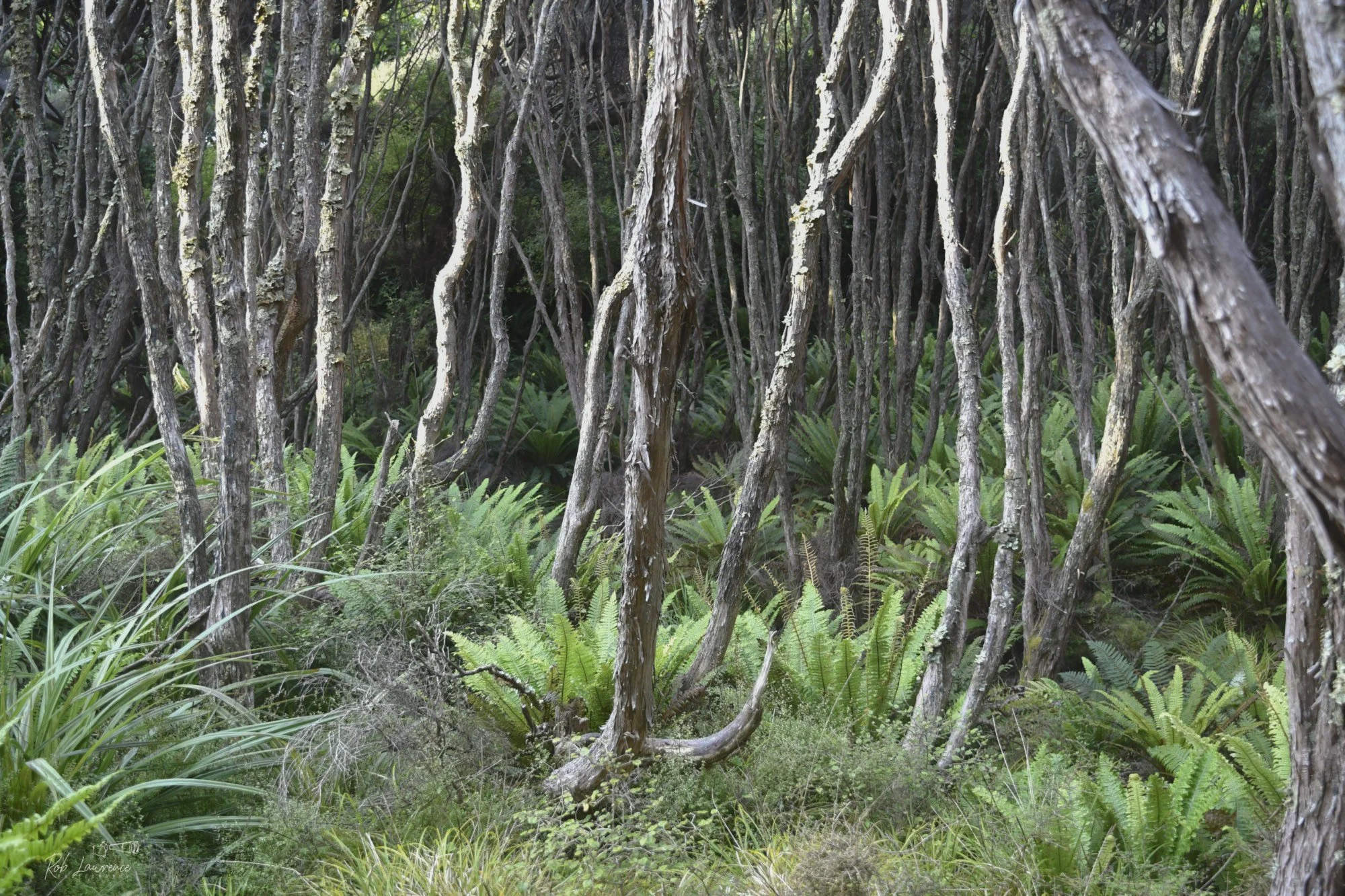 Manuka Forest   Near Mason's Bay Stewart Island 