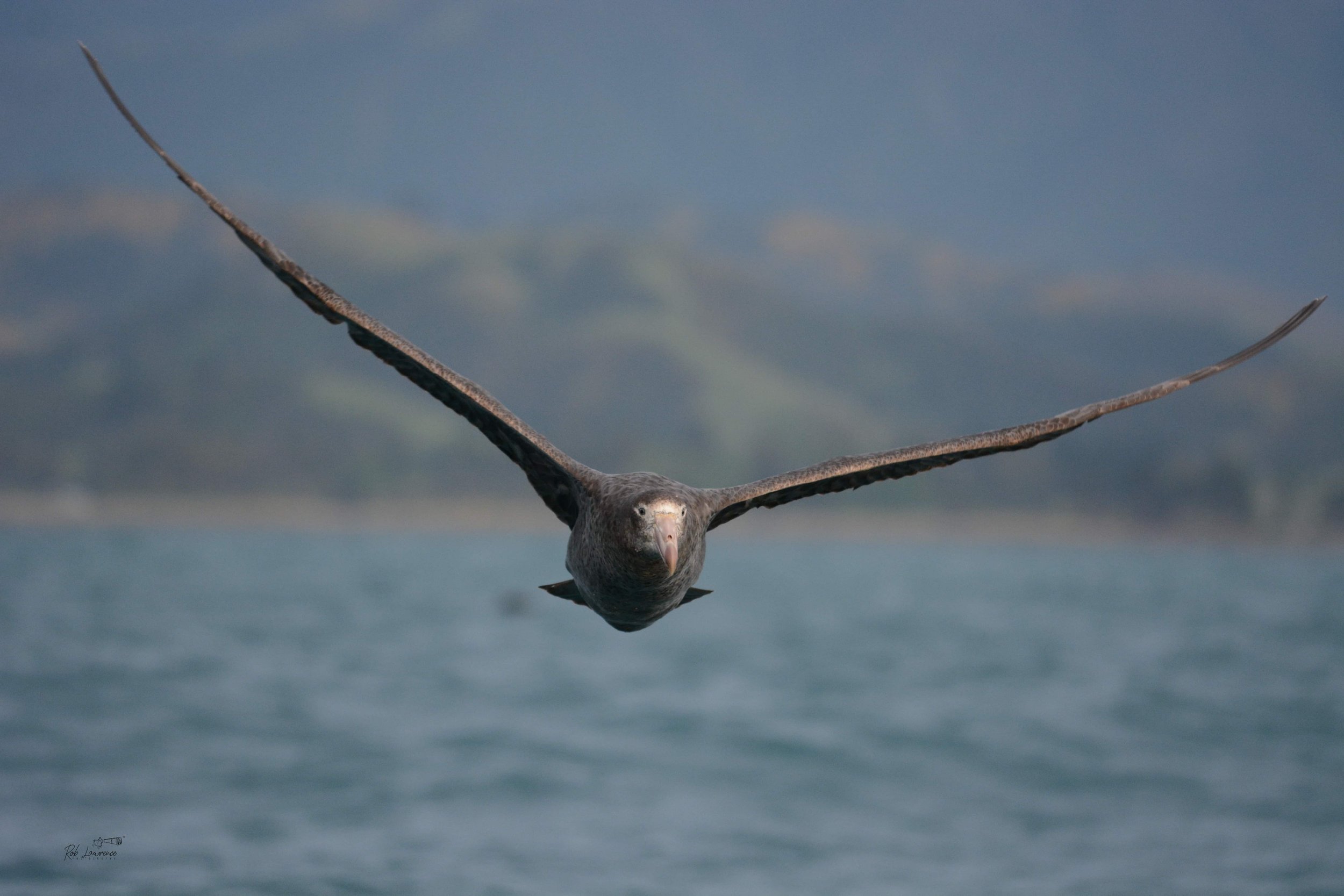 Giant Petrel  (pāngurunguru)
Macronectess giganteus

Off Kaikoura 