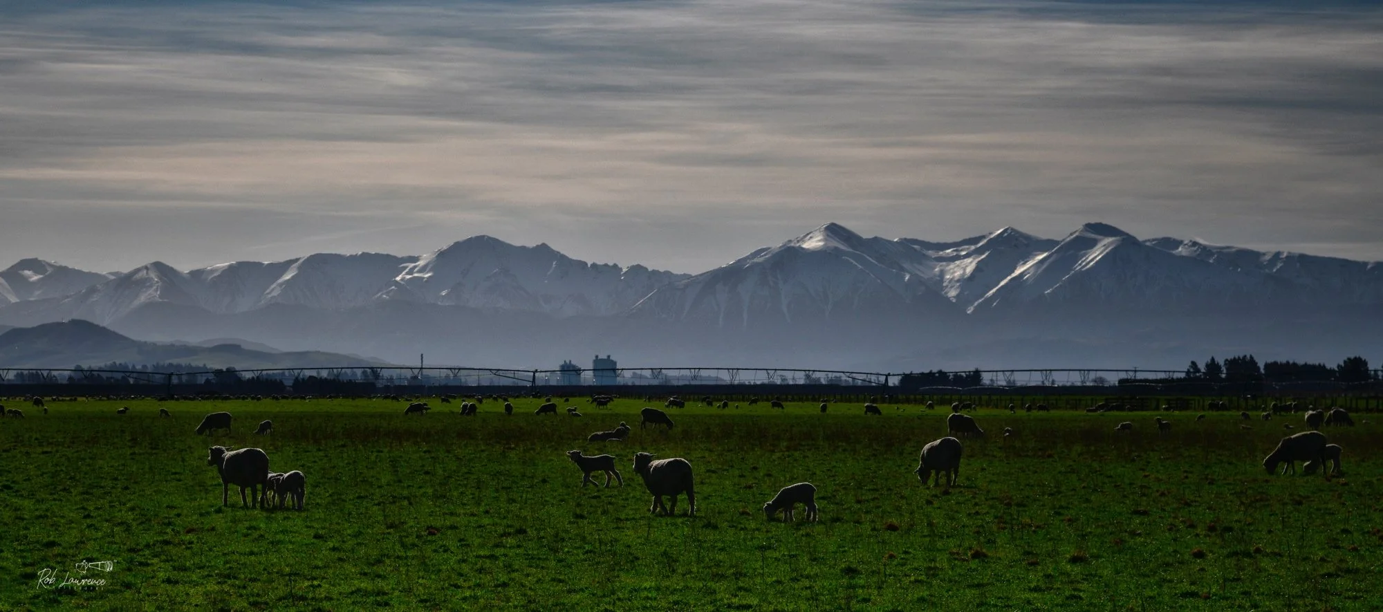 Torlesse Ranges with Sheep in foreground 