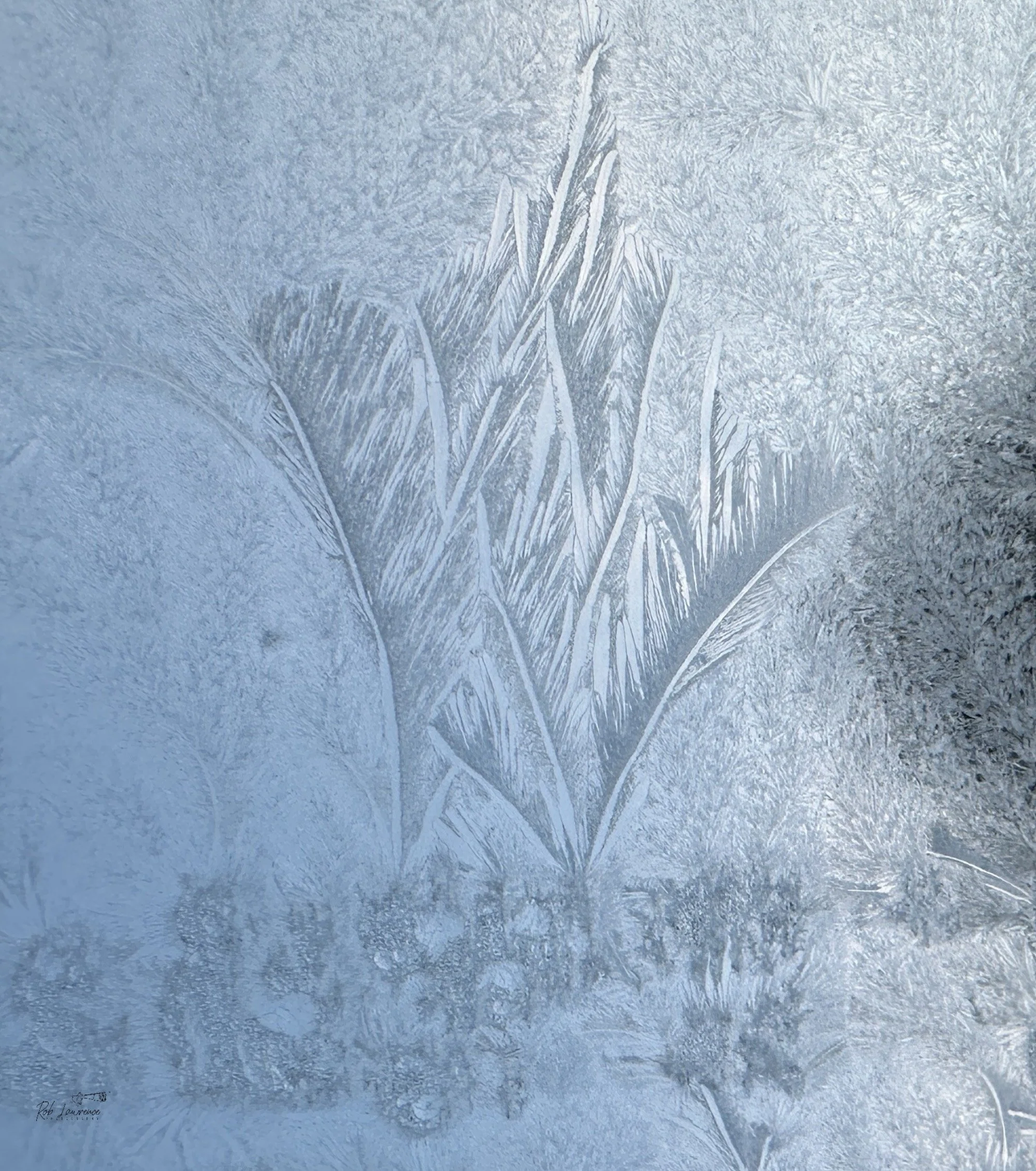 Ice Feathers 
