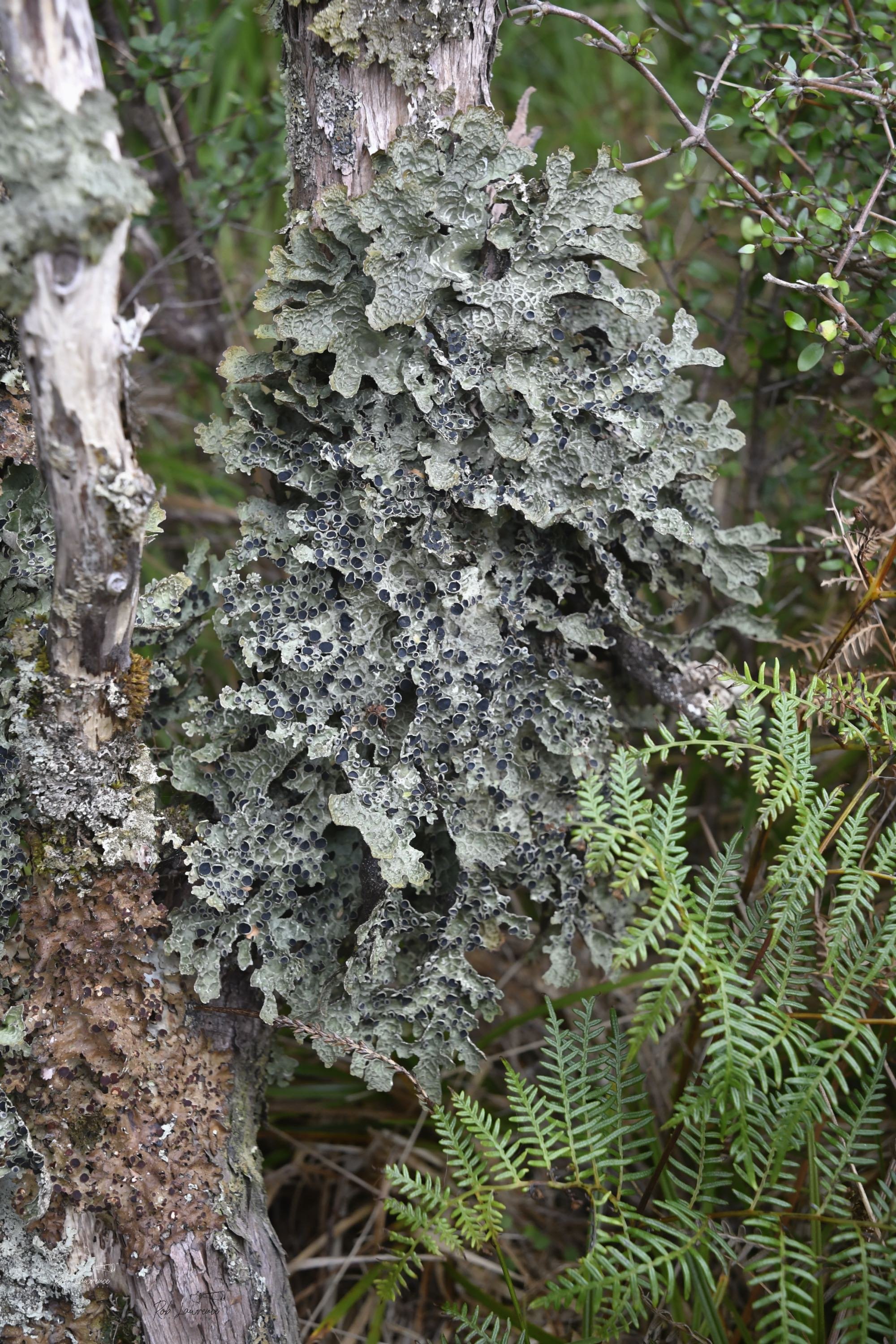 Foliose Lichen 